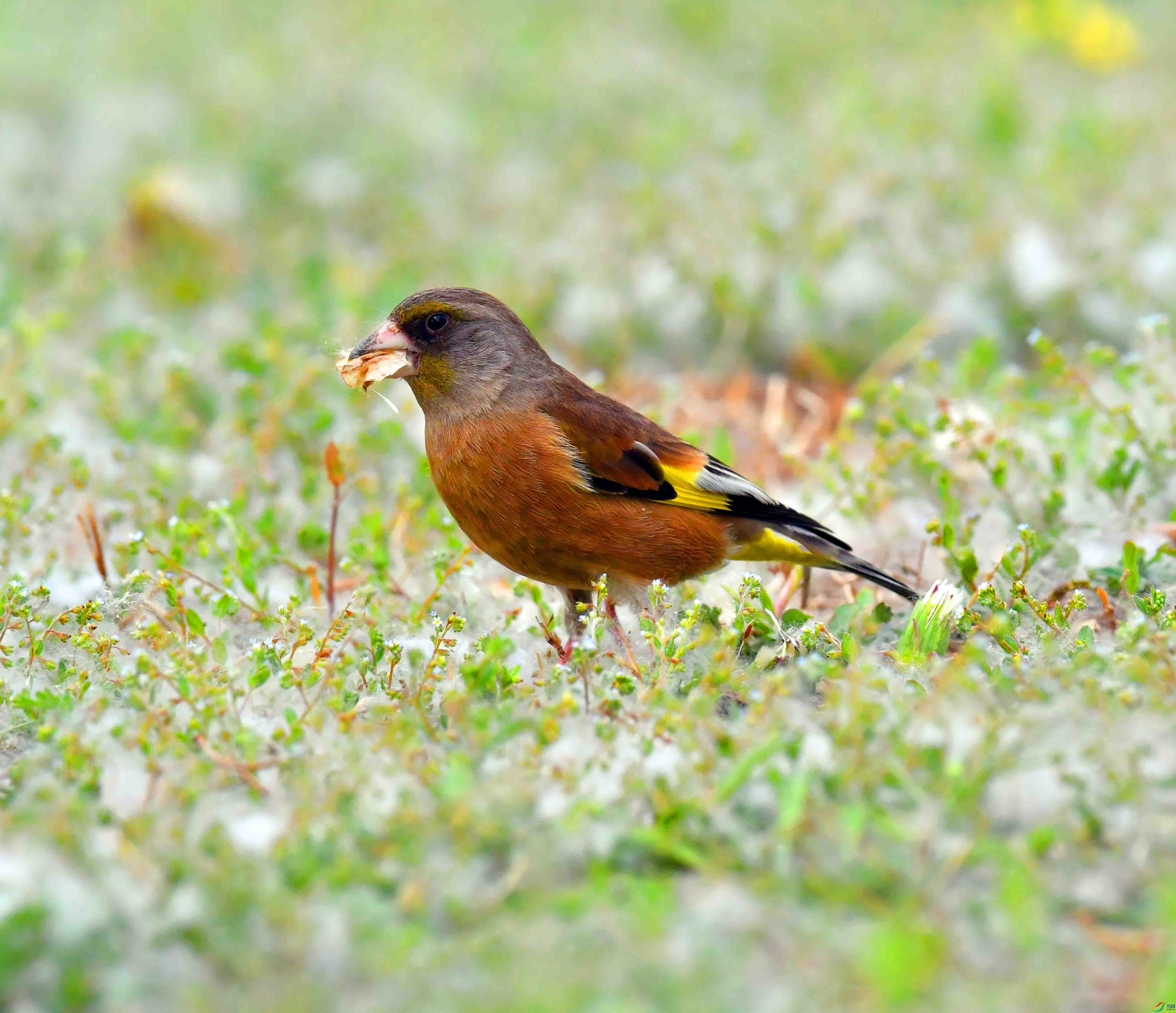 DSC_9503.JPG