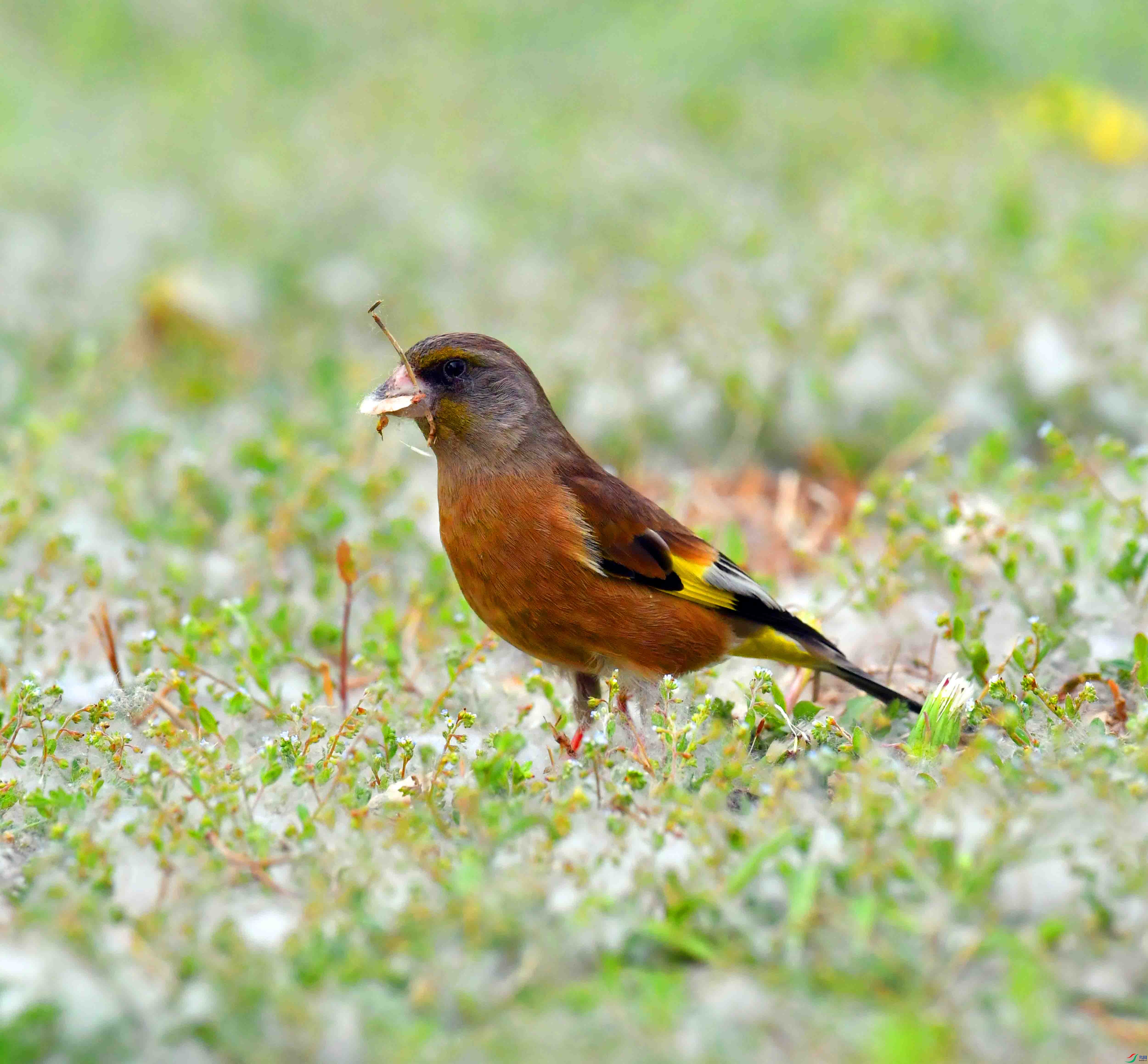 DSC_9511.JPG