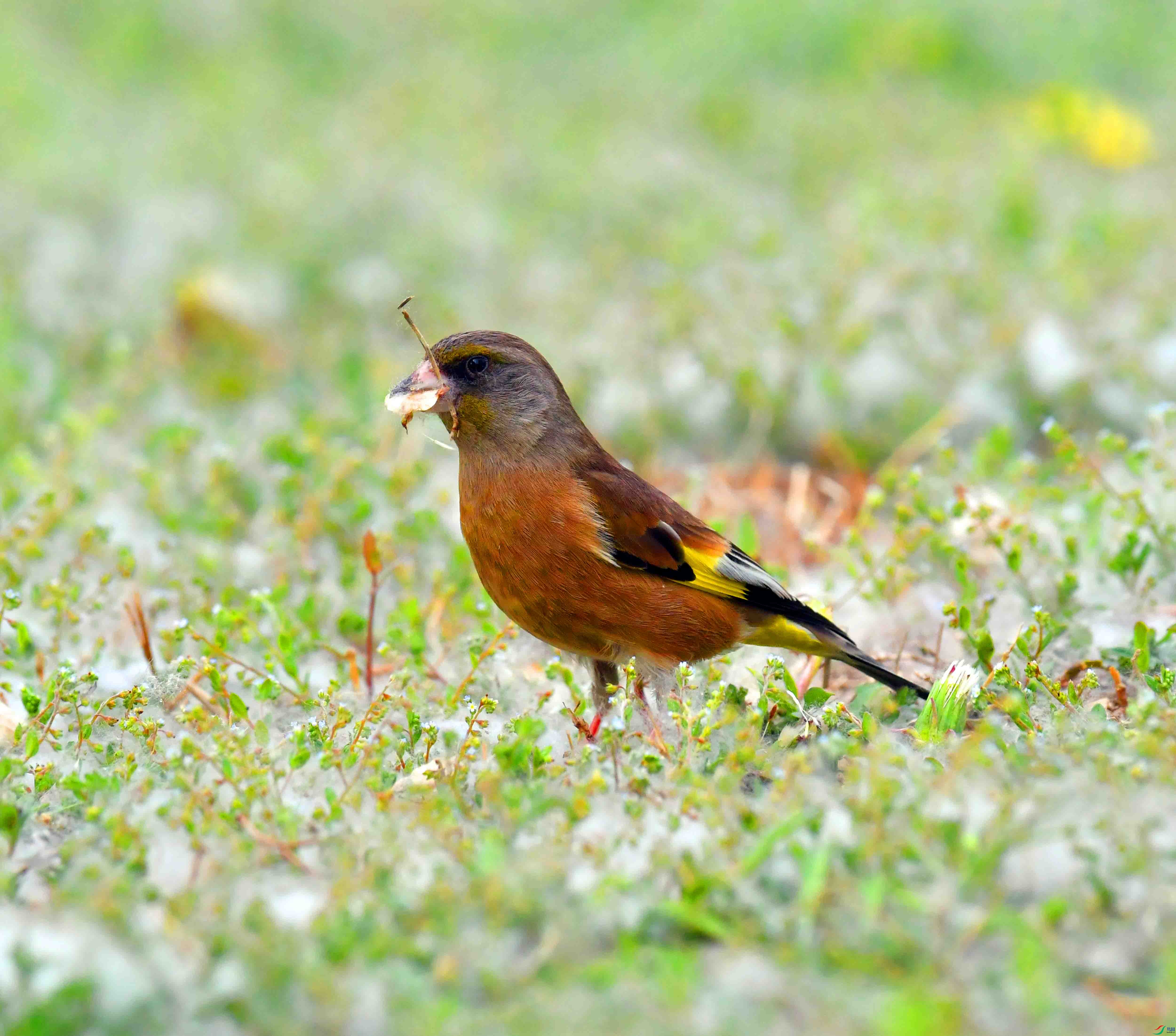 DSC_9512.JPG