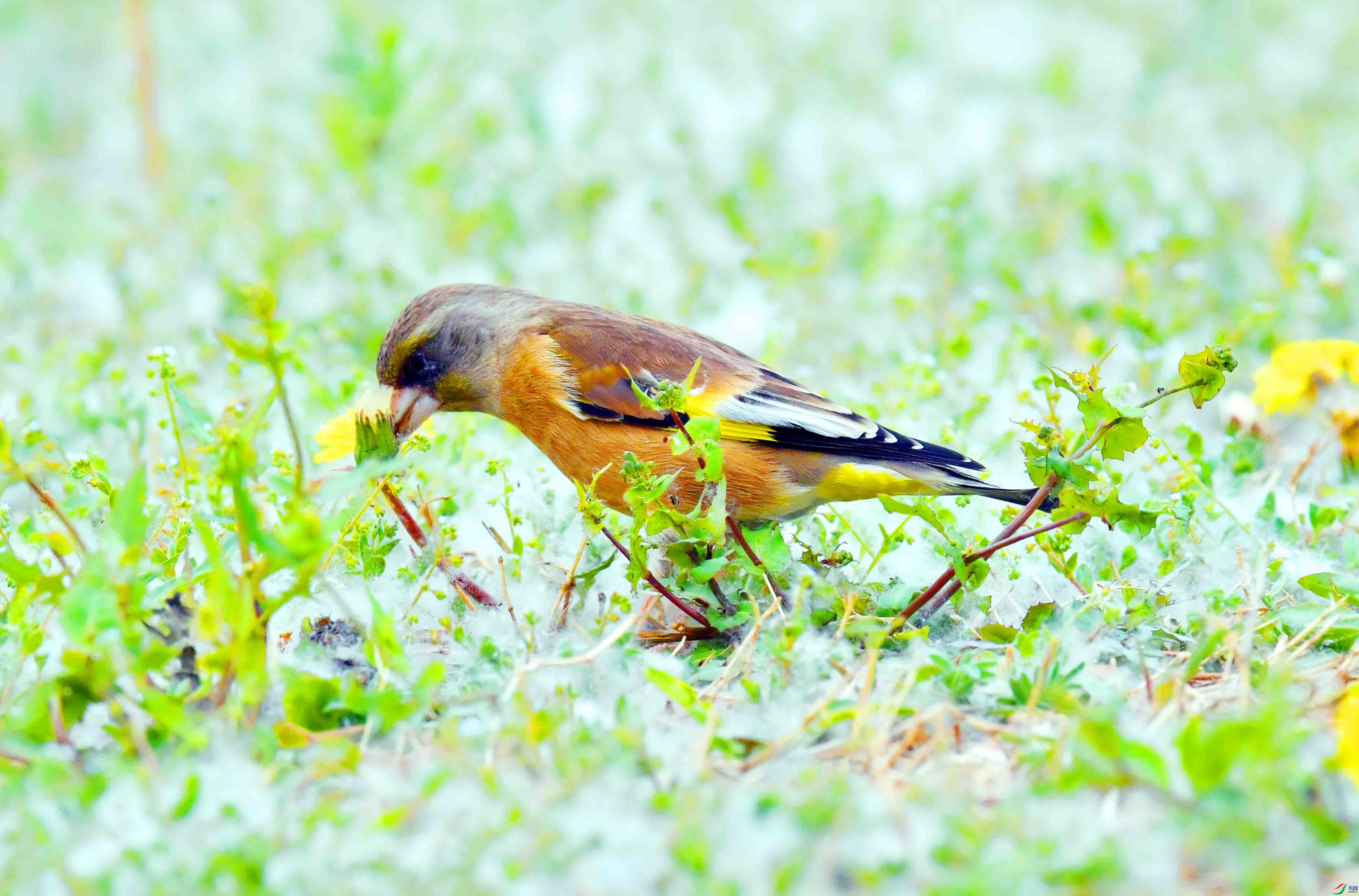 DSC_9519.JPG