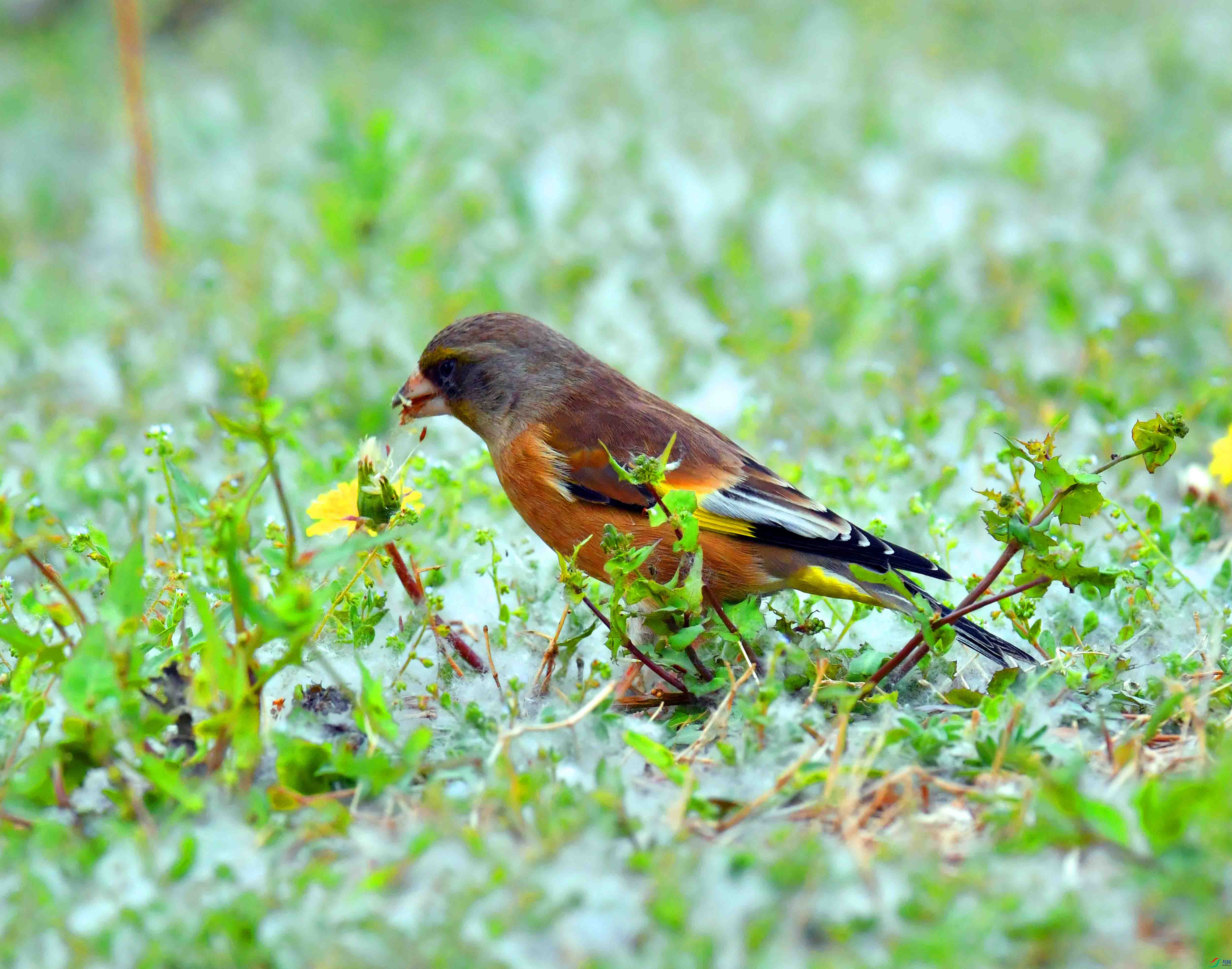 DSC_9526.JPG