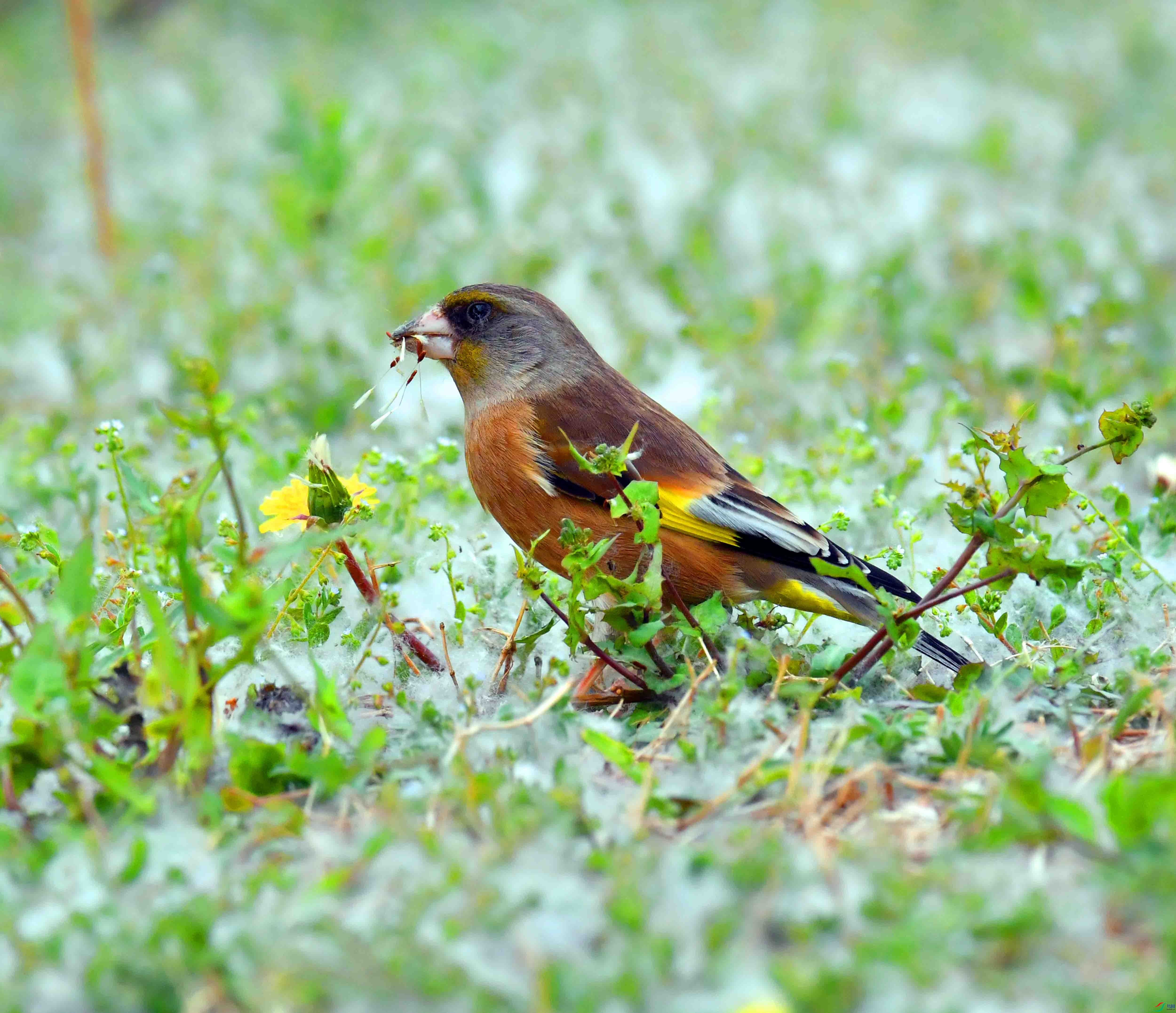 DSC_9529.JPG