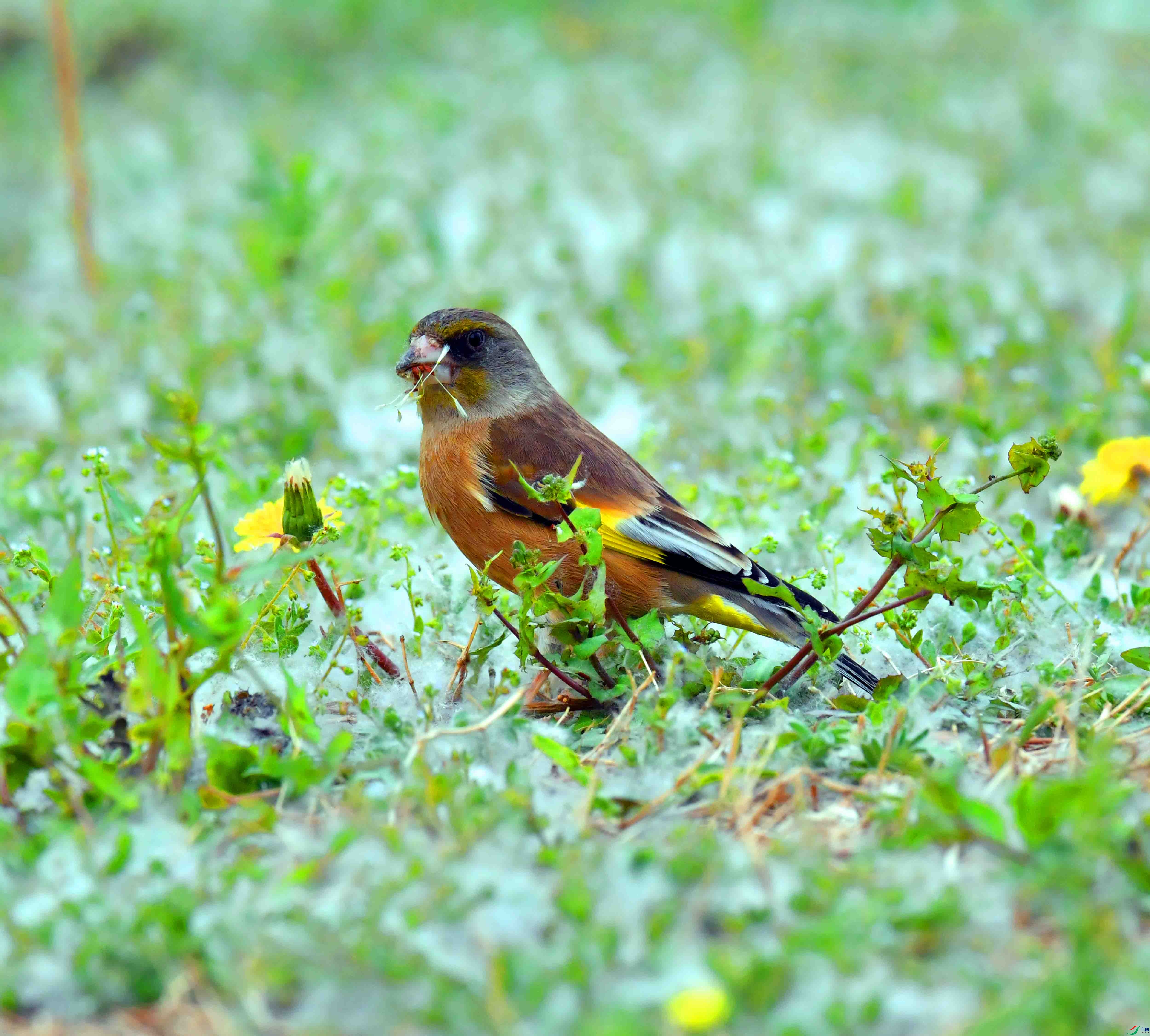 DSC_9525.JPG