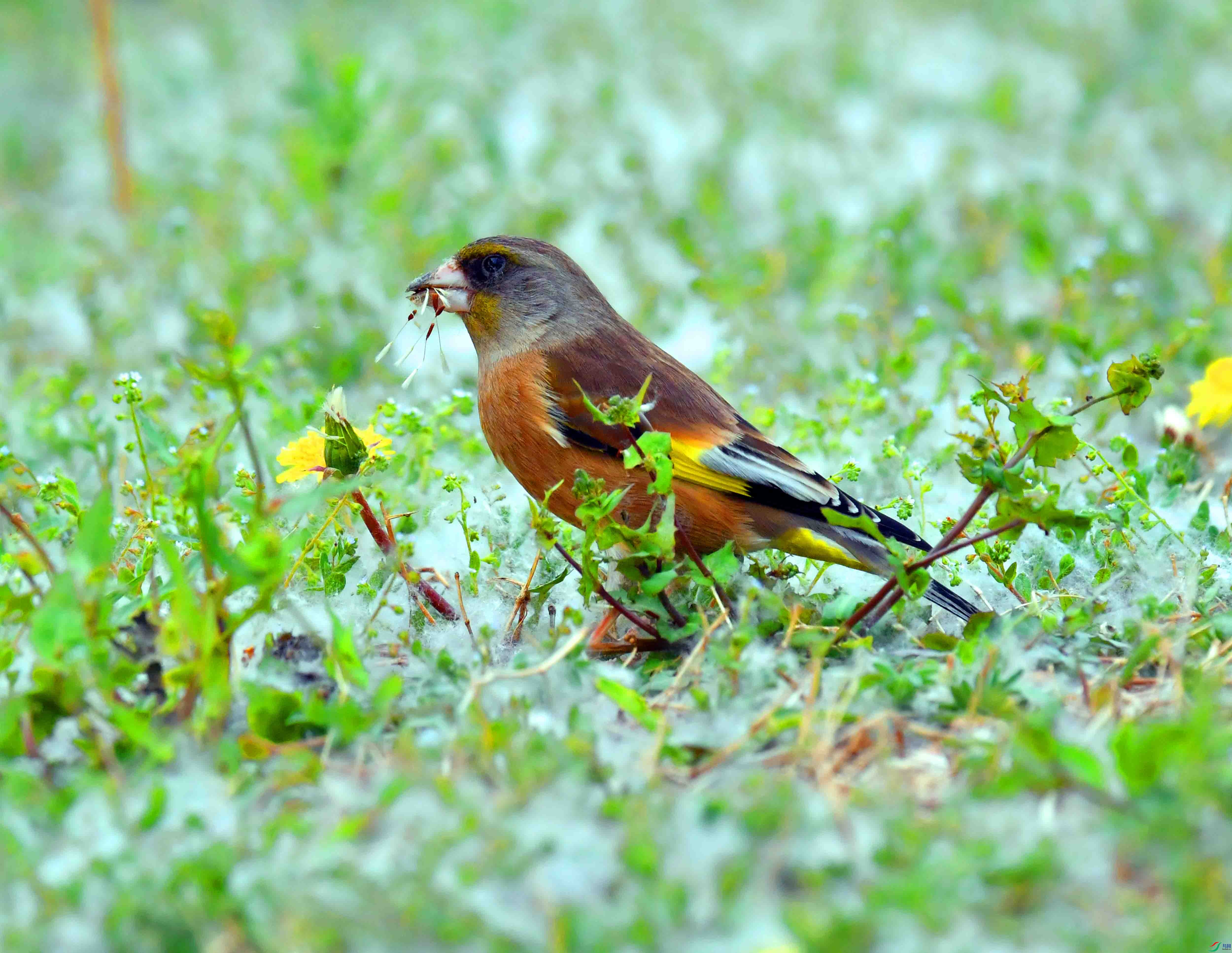DSC_9530.JPG