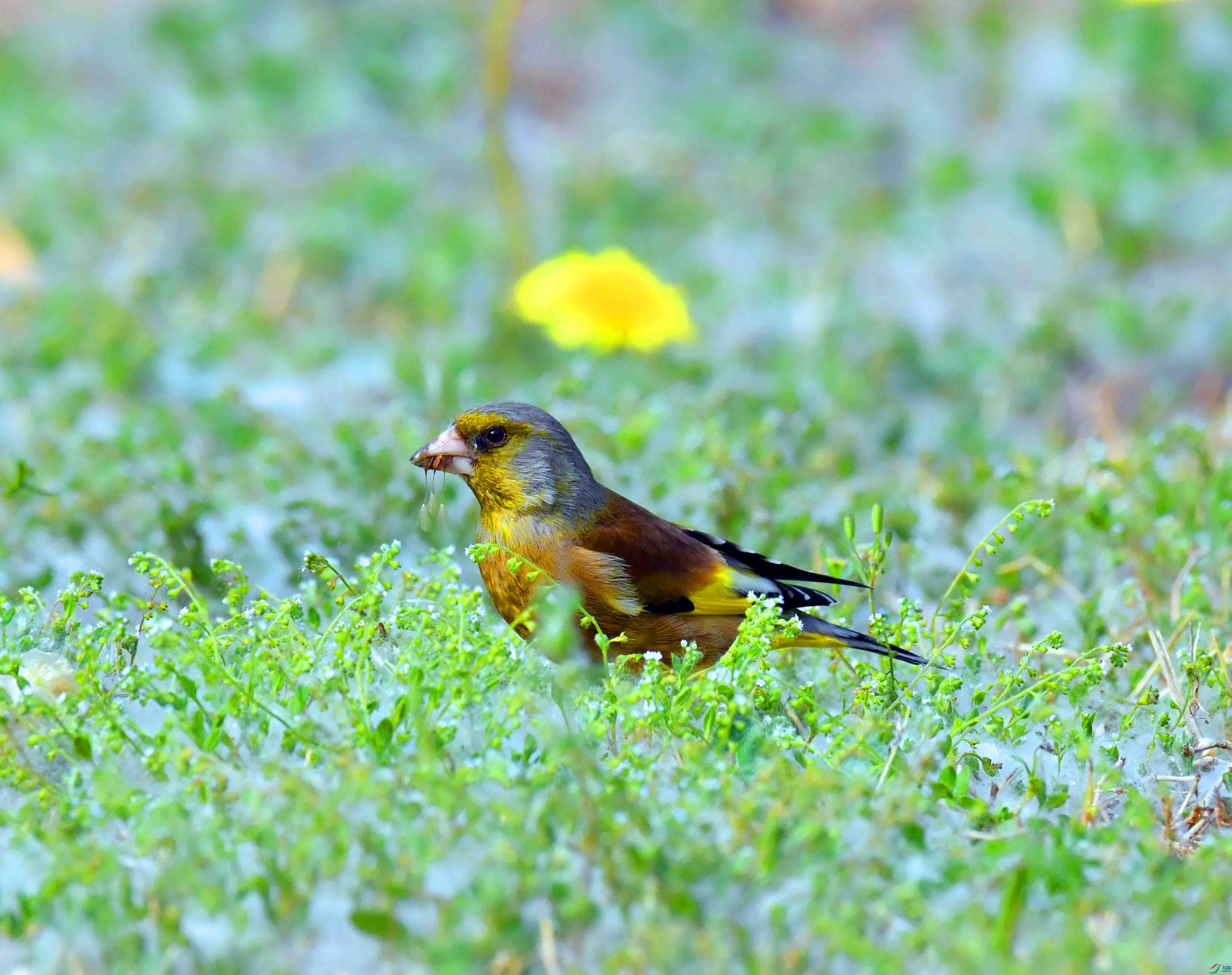 DSC_9544.JPG