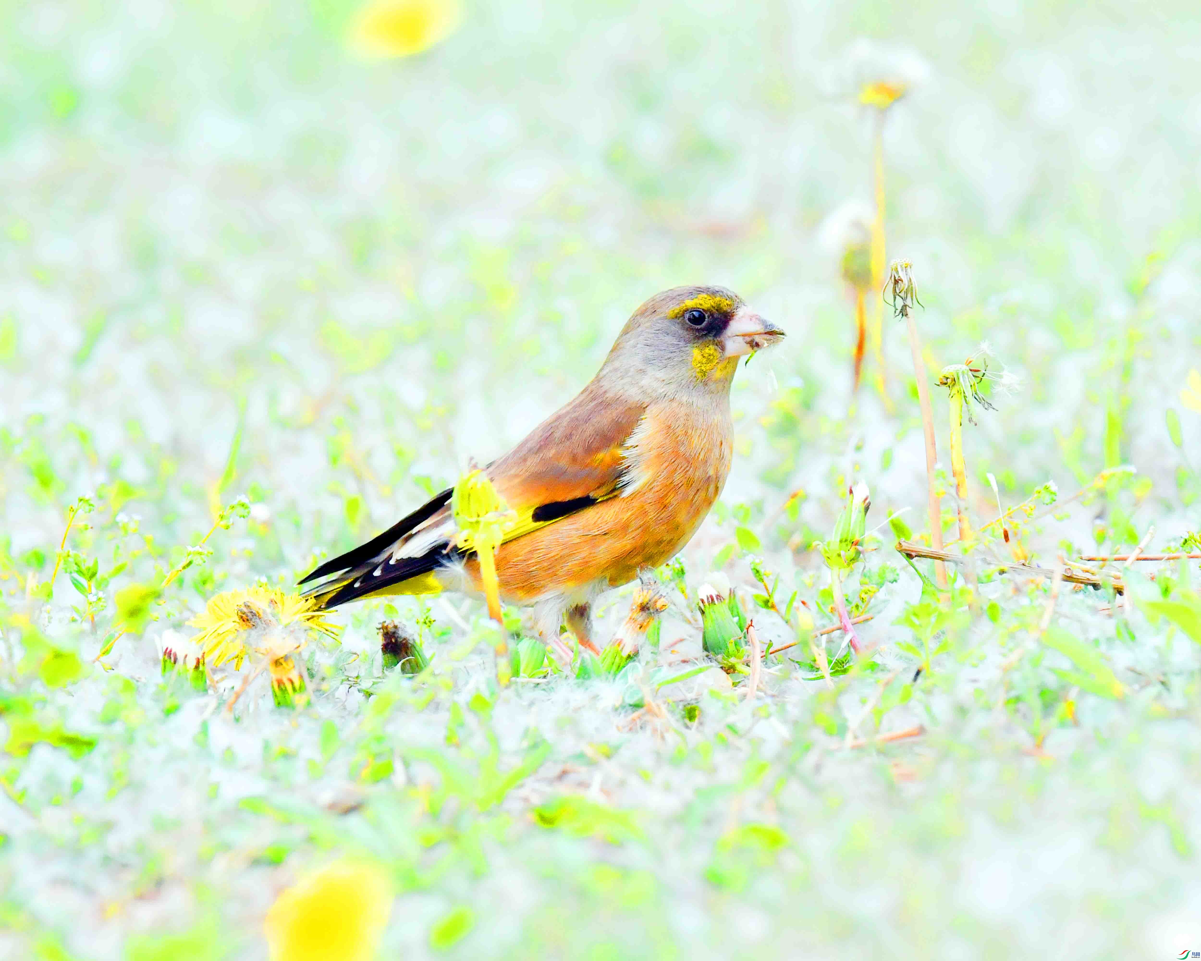 DSC_9553.JPG