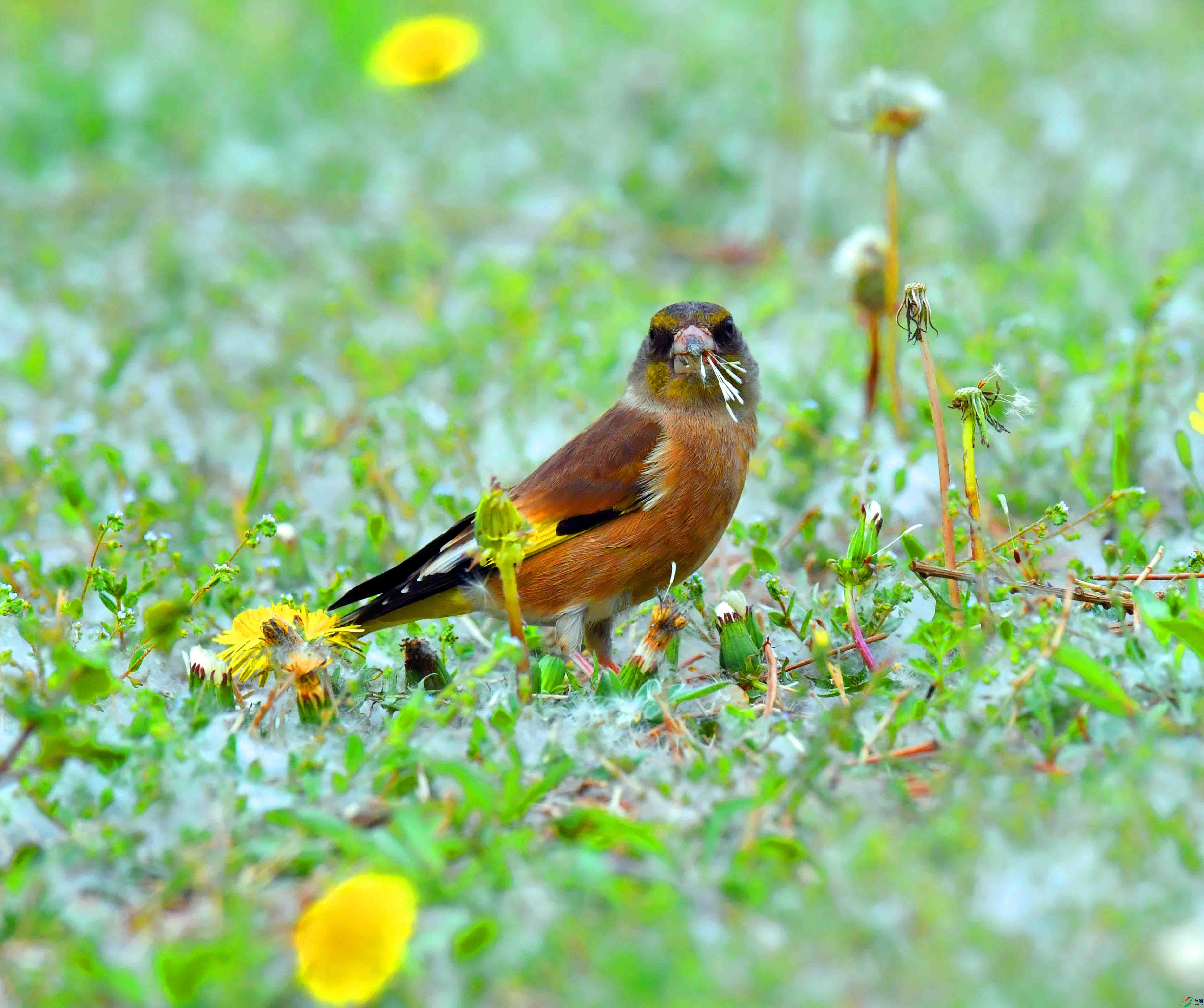DSC_9560.JPG