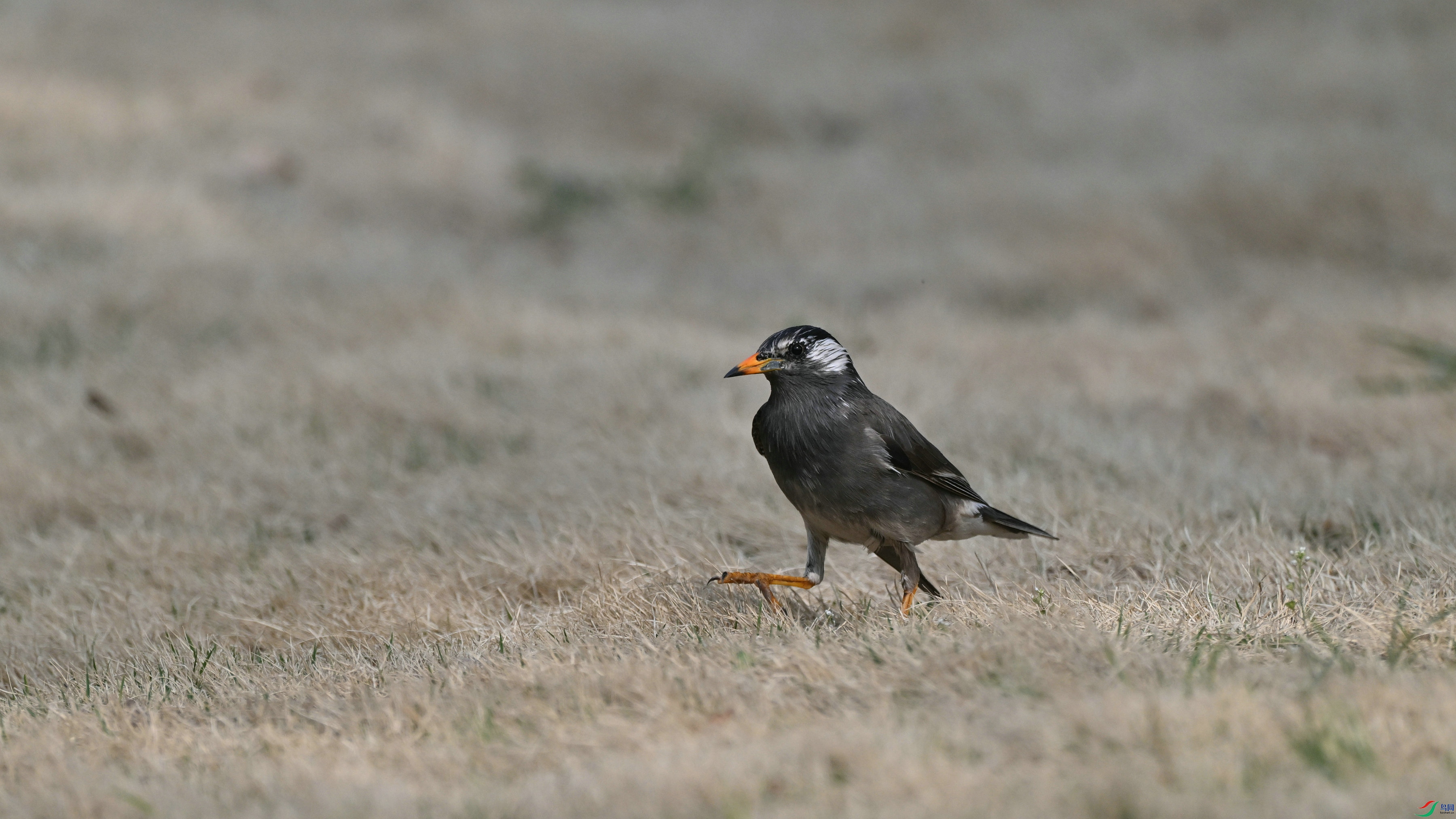 DSC_5860.JPG