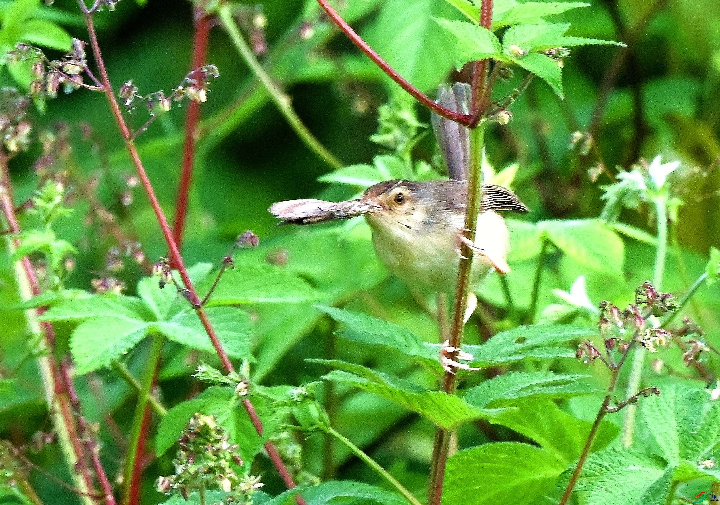 DSC_1244.JPG