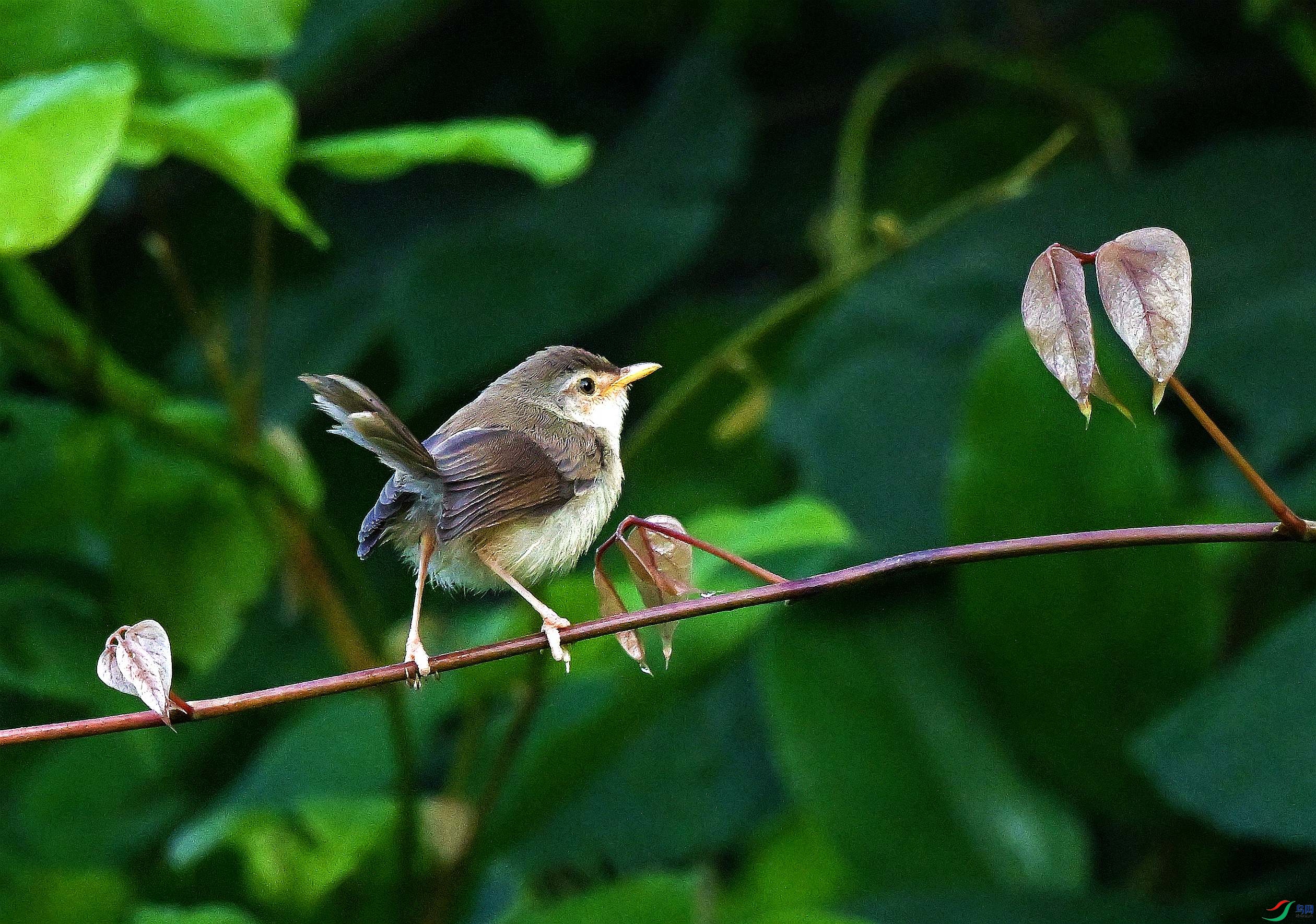 DSC_0505.JPG