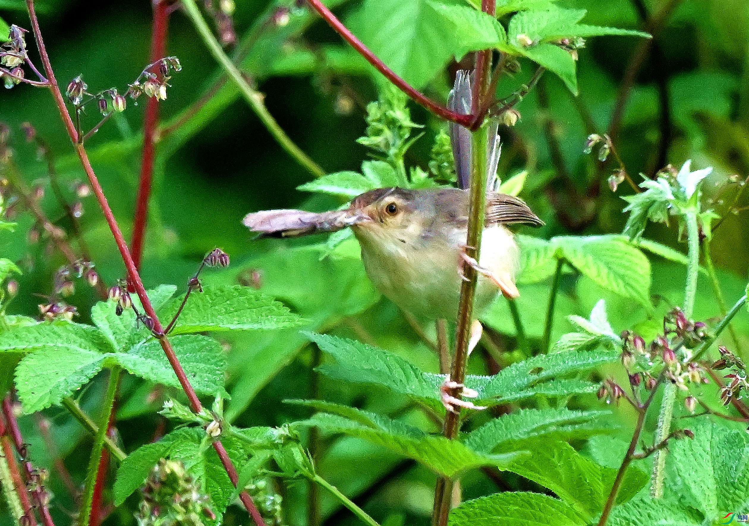 DSC_1245.JPG