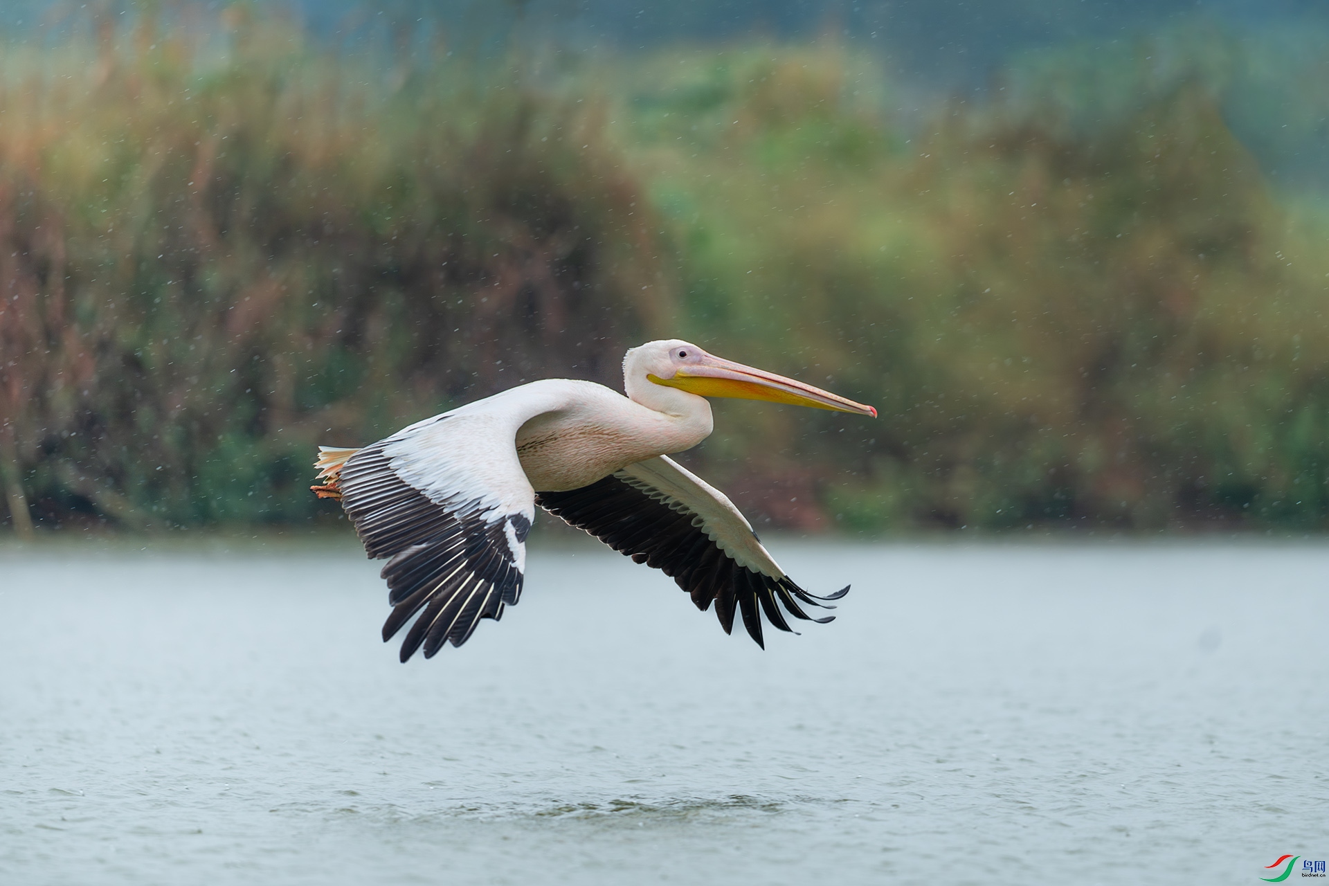 DSC_6611.jpg