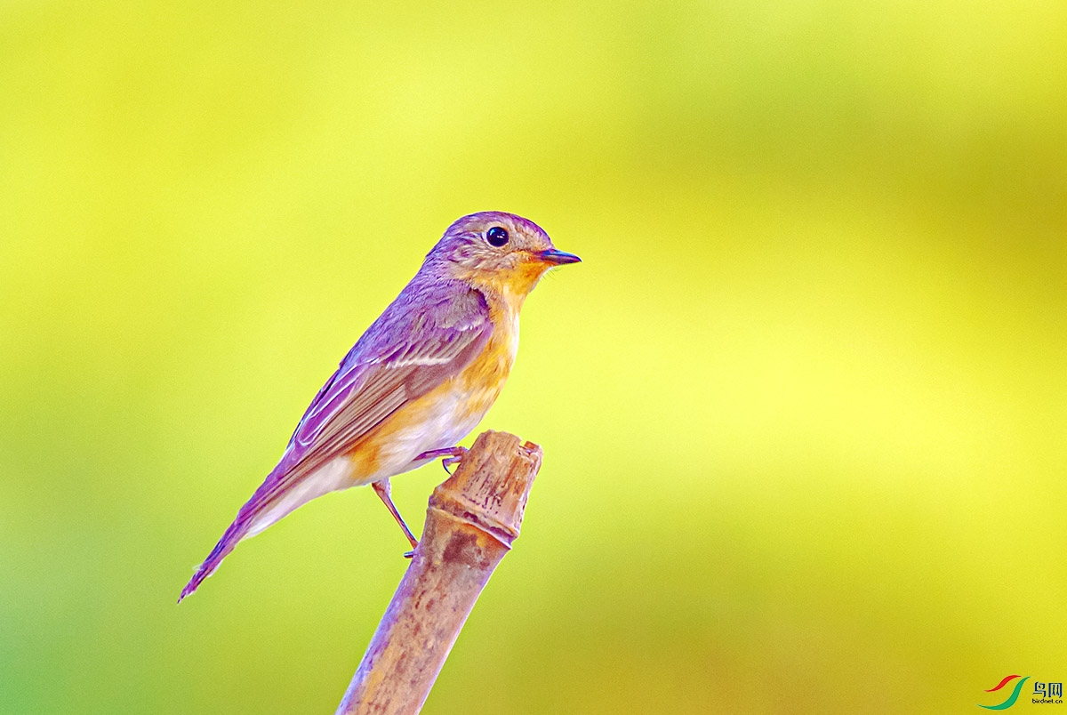 DSC_2409𶼧�l����.jpg