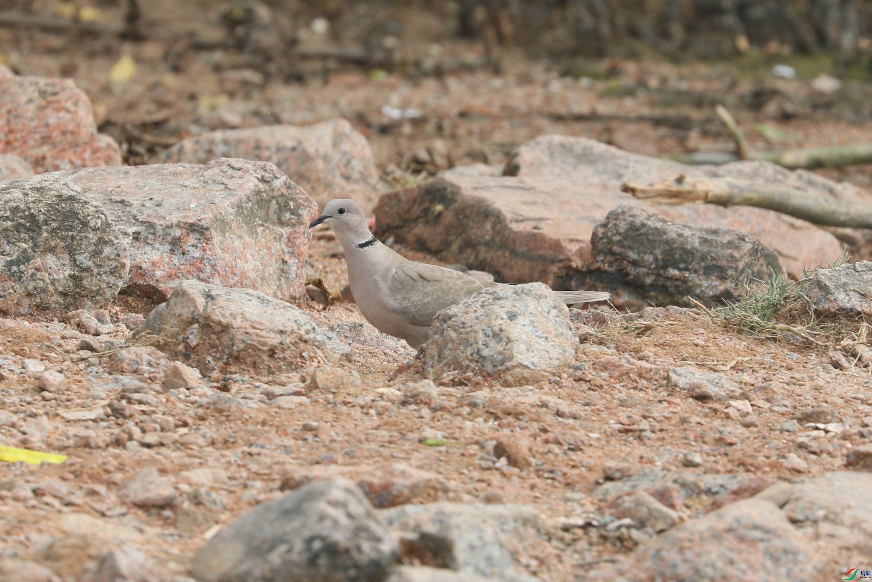 BL7A9942.JPG