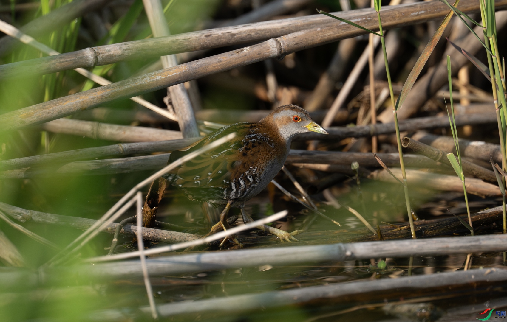 DSC_2733.jpg