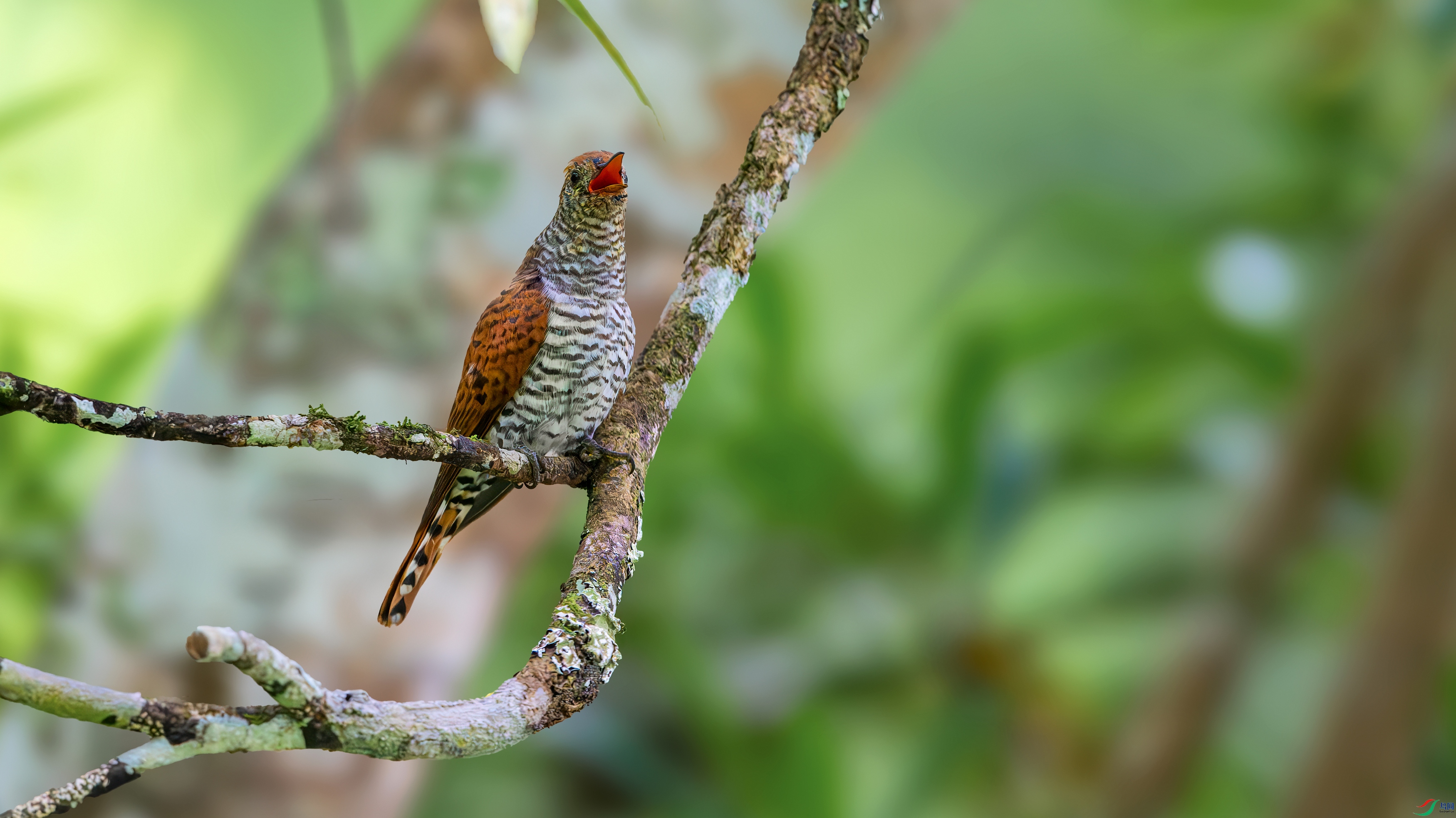 ��ƬDSC_2904-����ǿ-NR.jpg