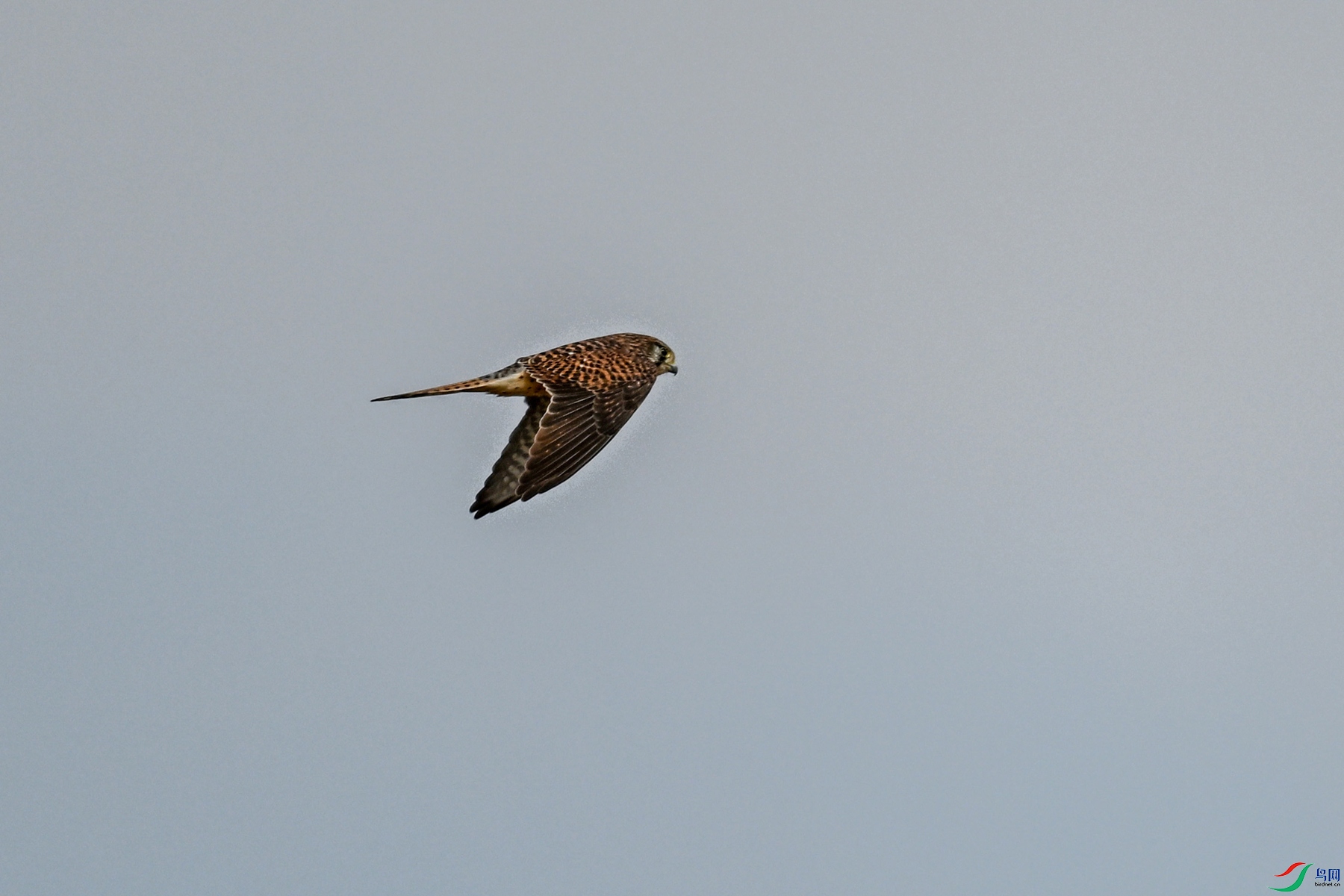 DSC_8132.JPG