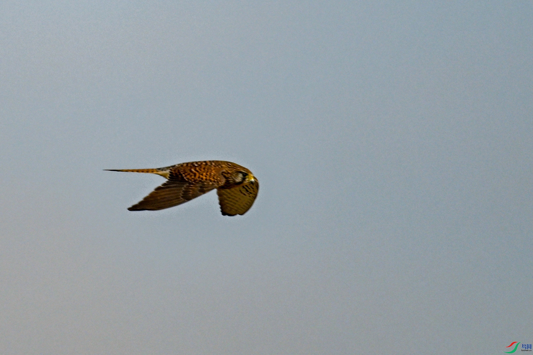DSC_8137.JPG