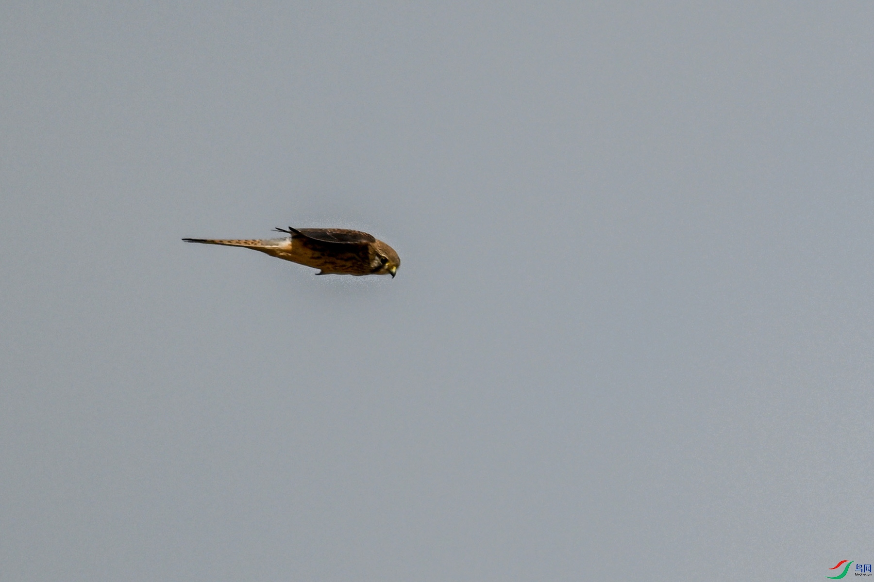 DSC_8150.JPG