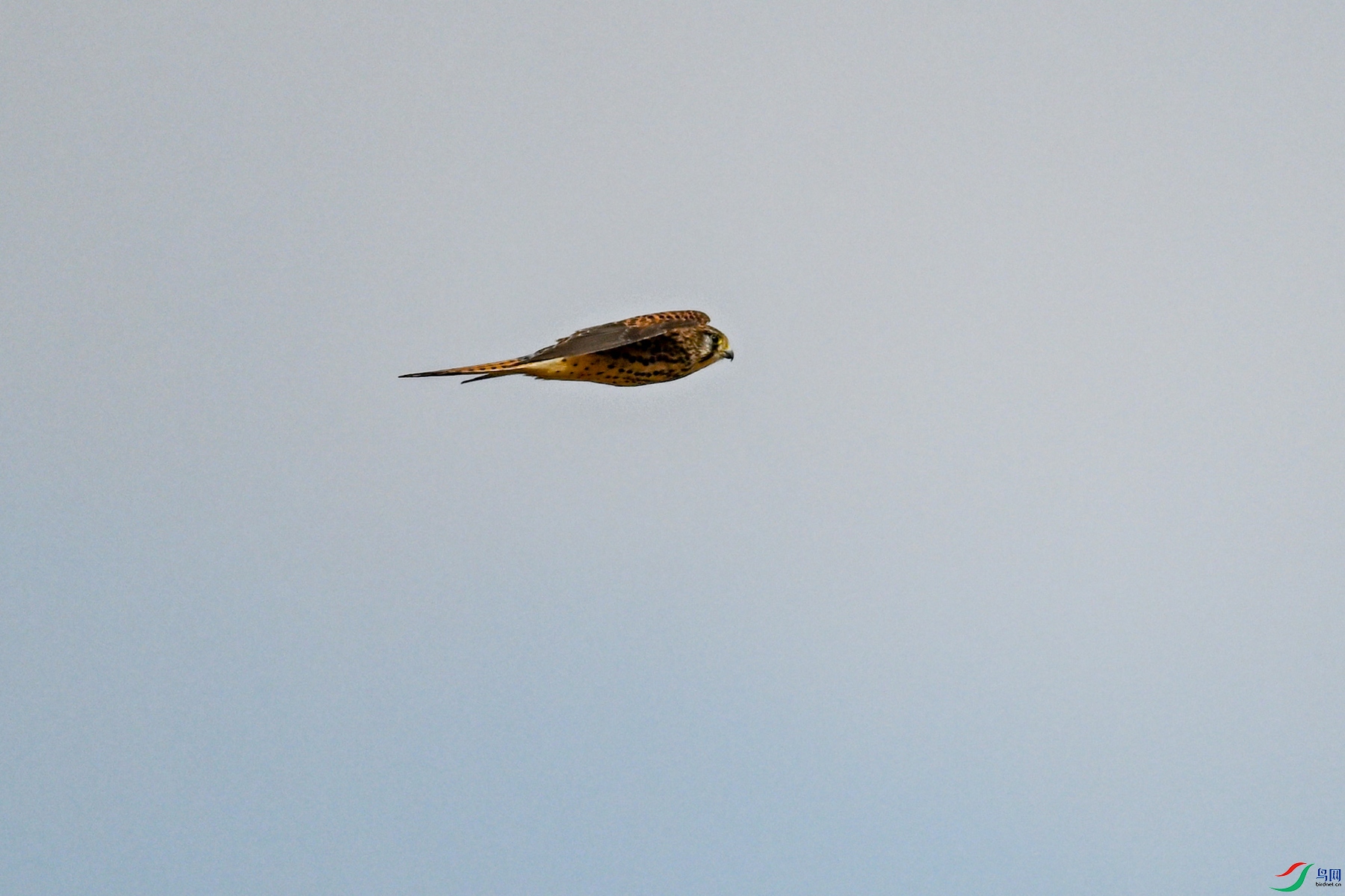 DSC_8133.JPG