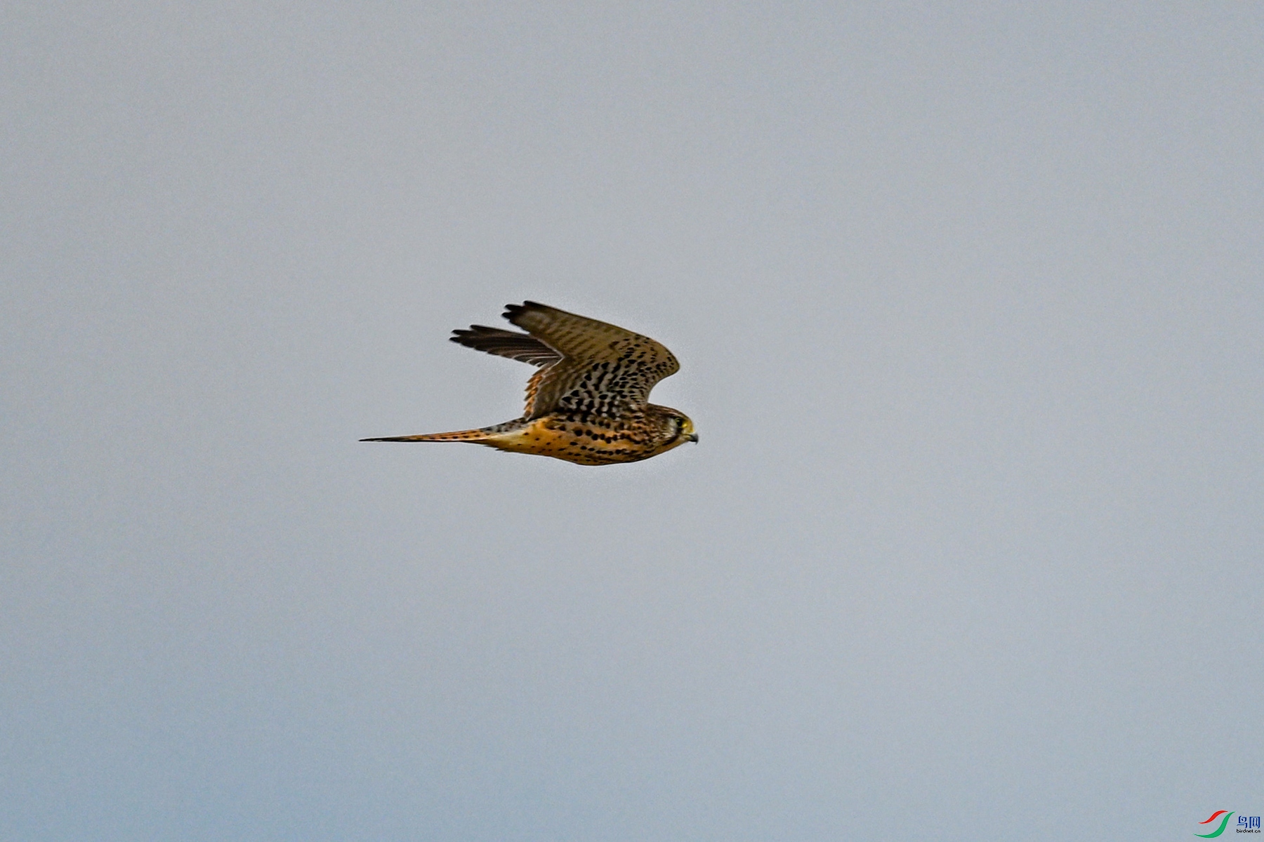 DSC_8134.JPG