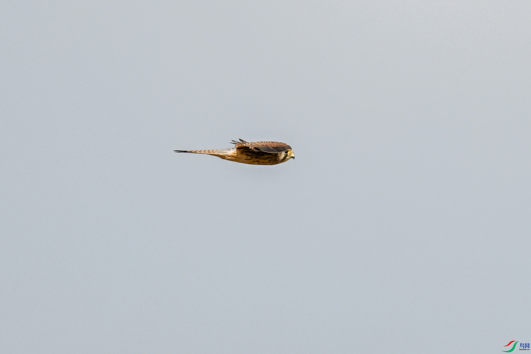 DSC_8154.JPG