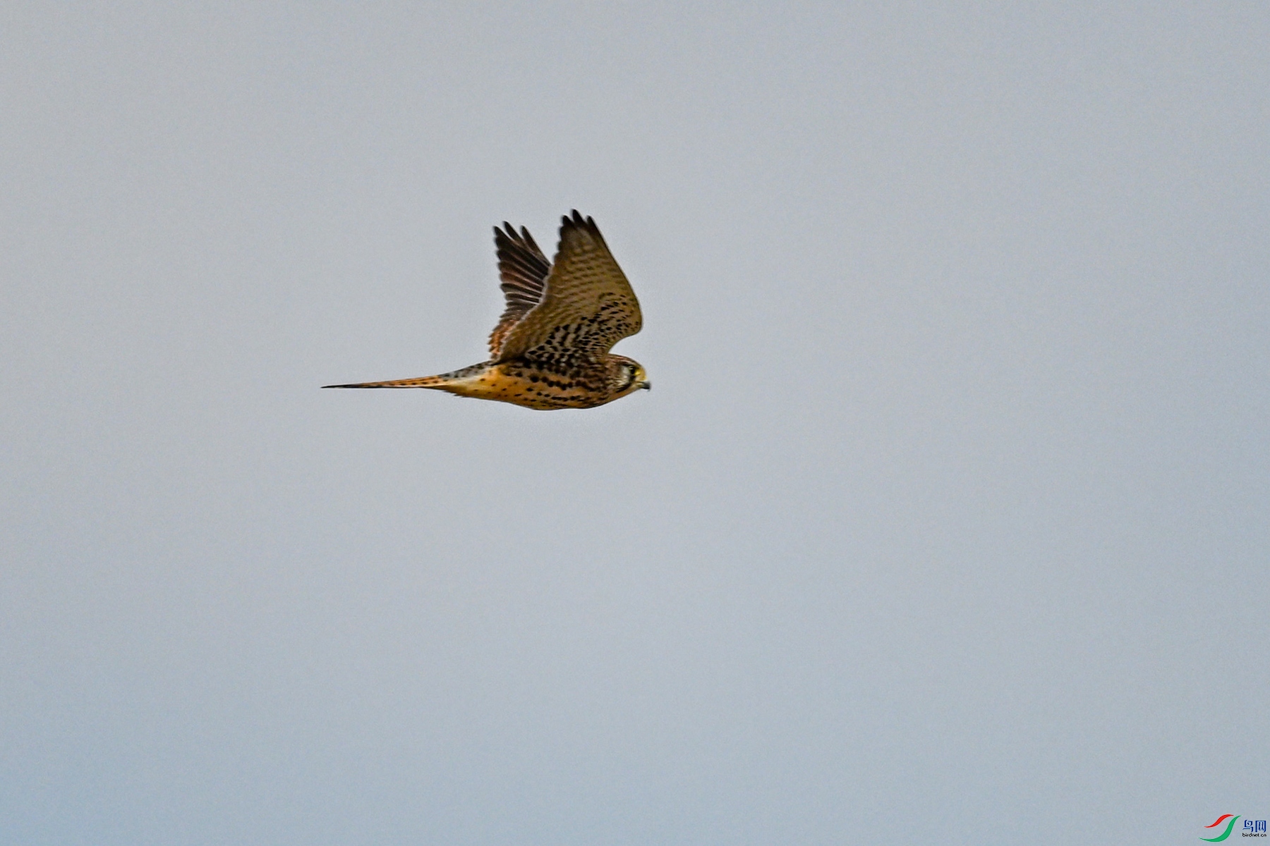 DSC_8135.JPG