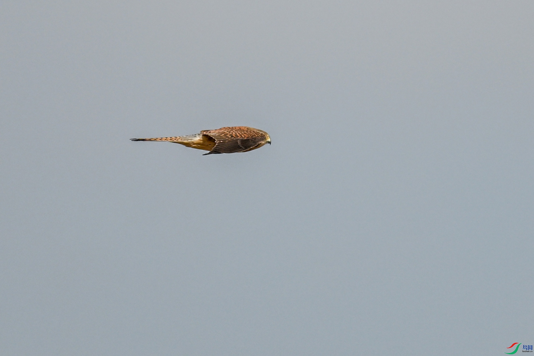 DSC_8156.JPG