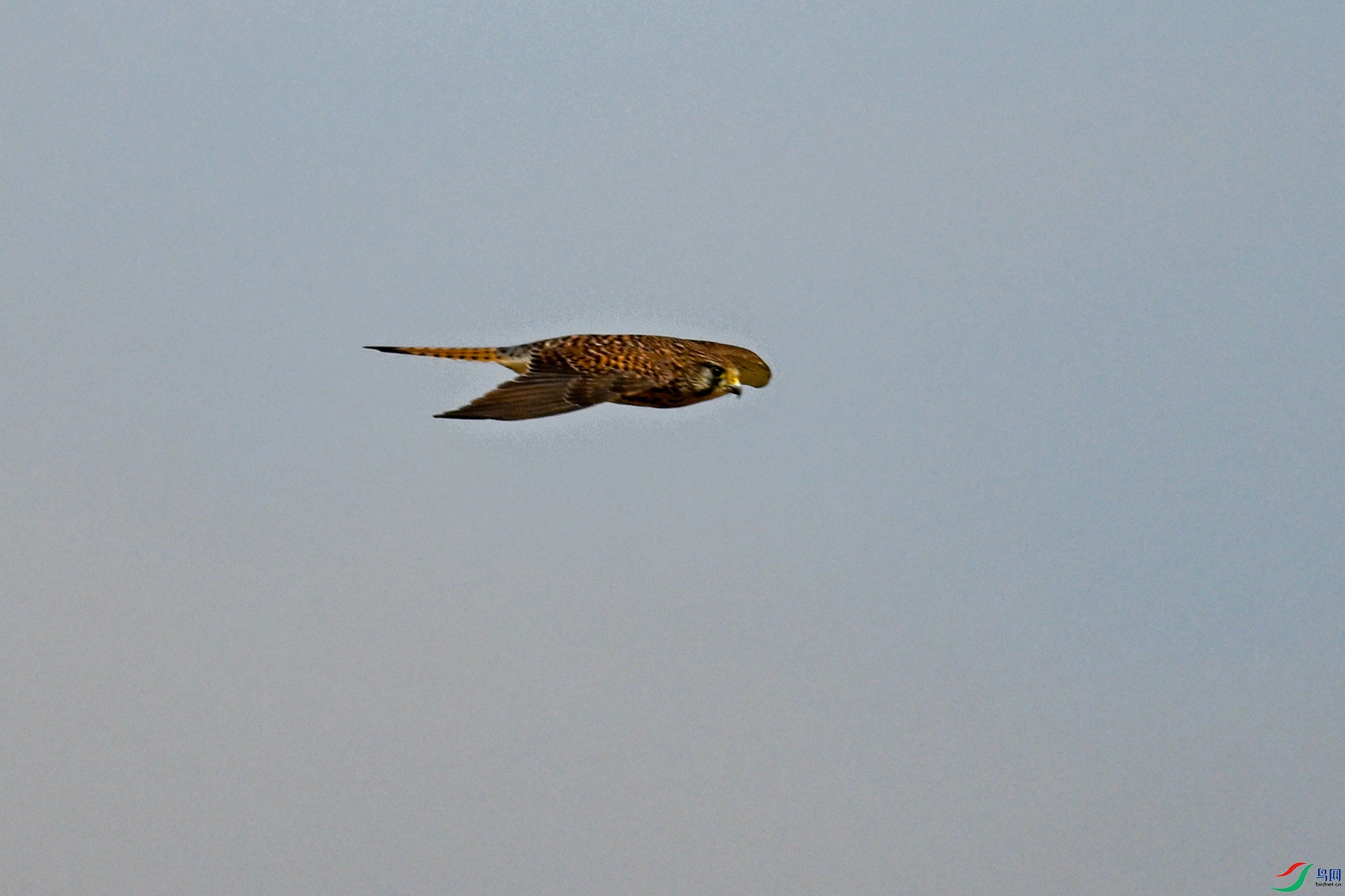 DSC_8136.JPG