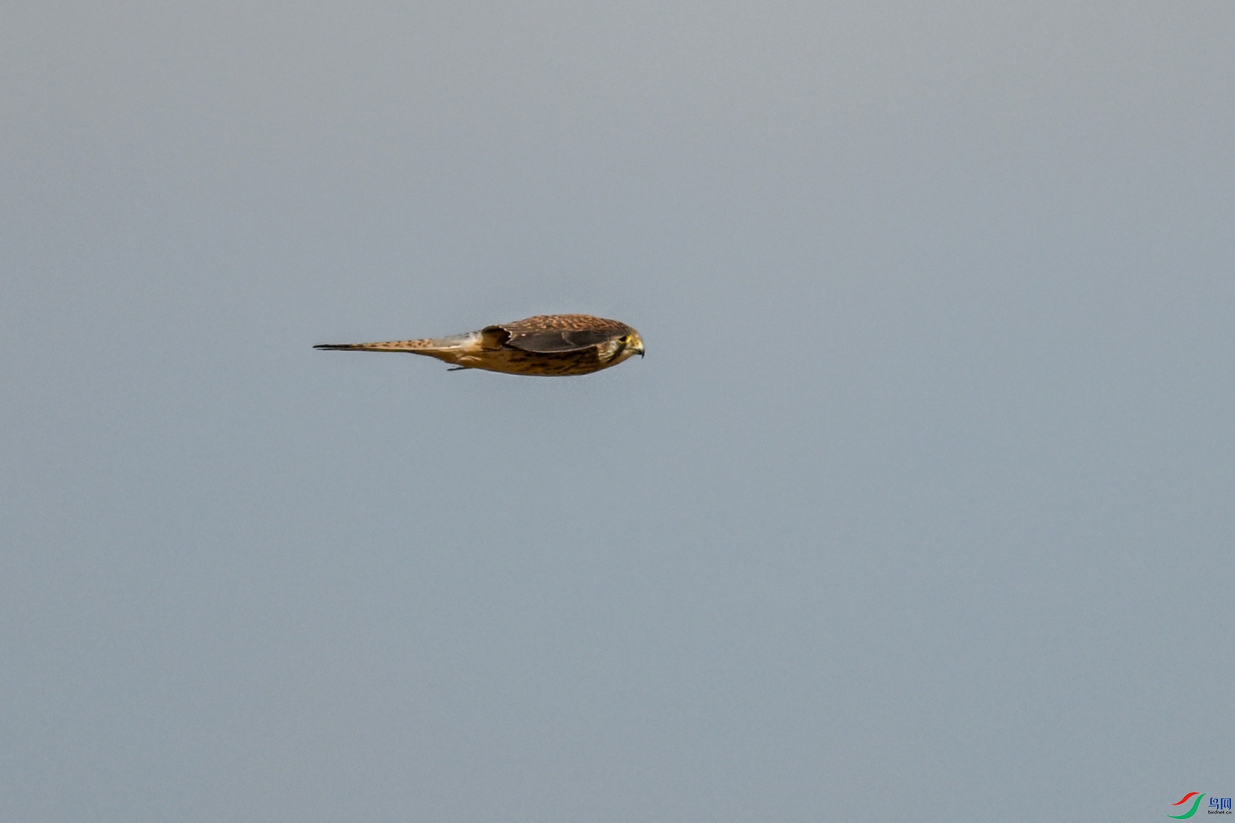 DSC_8158.JPG