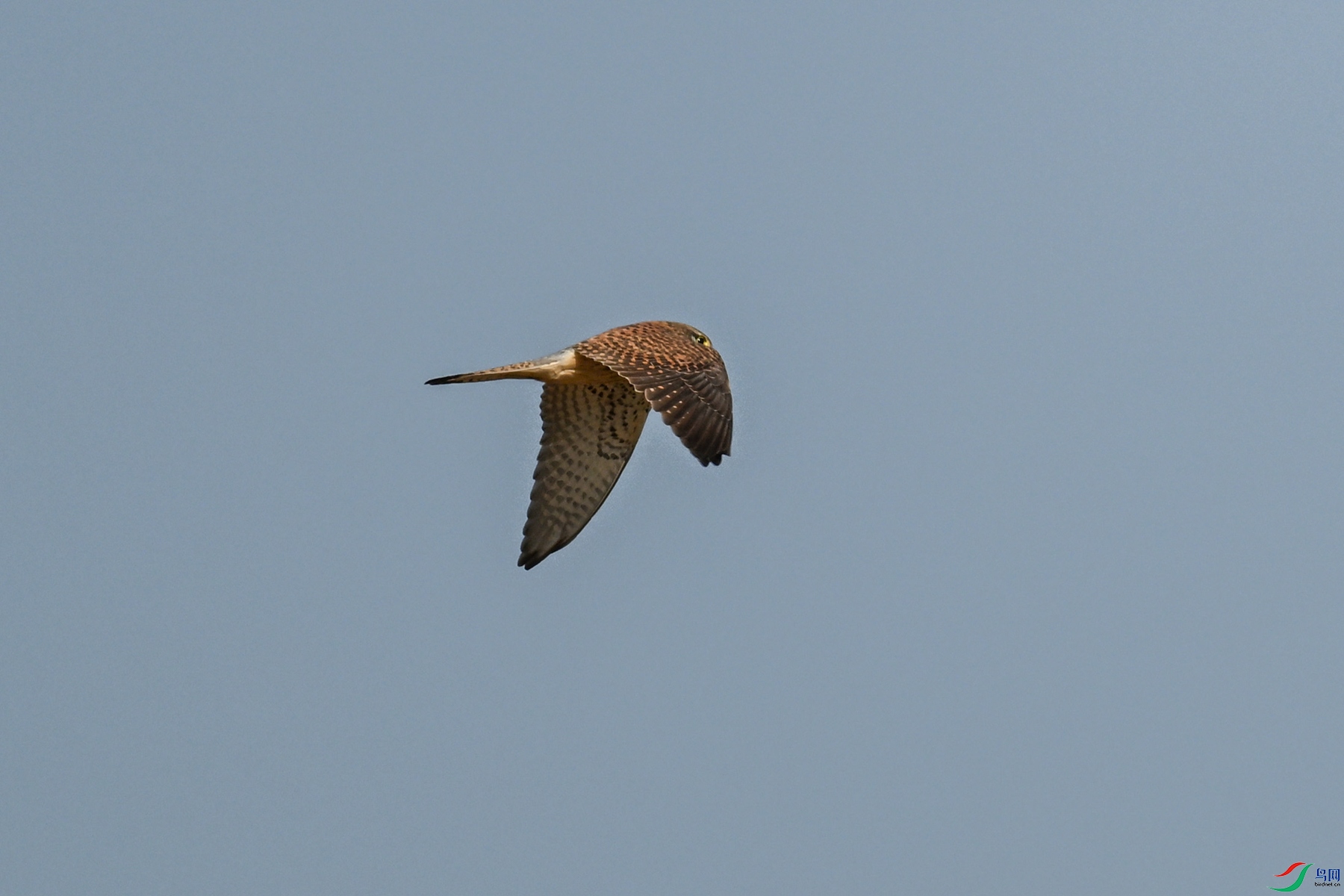 DSC_8162.JPG