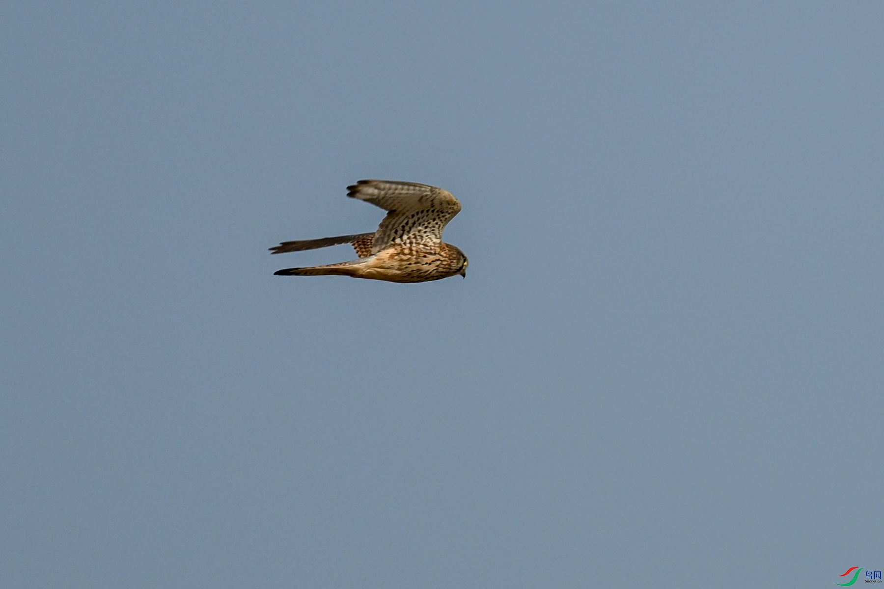 DSC_8164.JPG