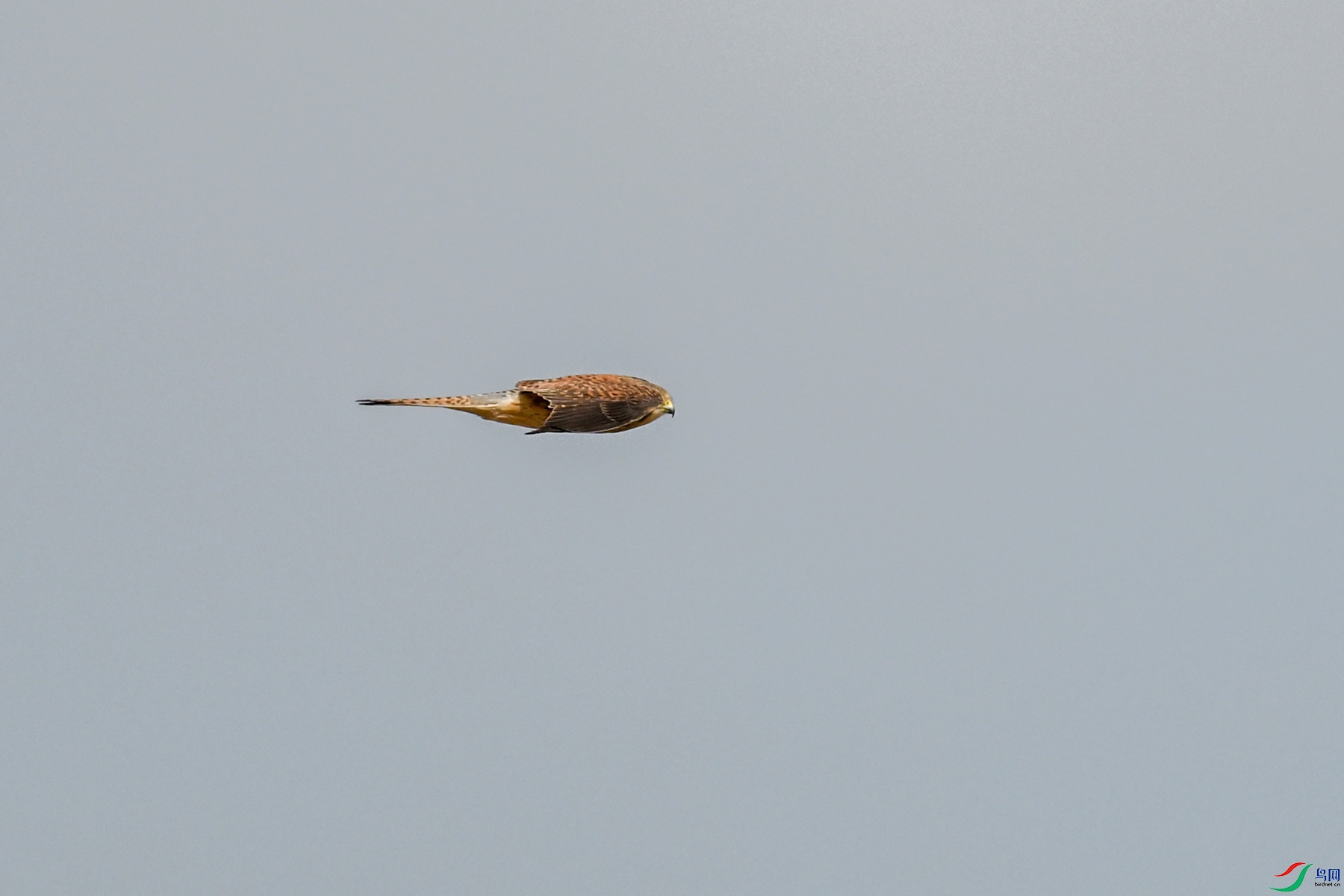 DSC_8155.JPG