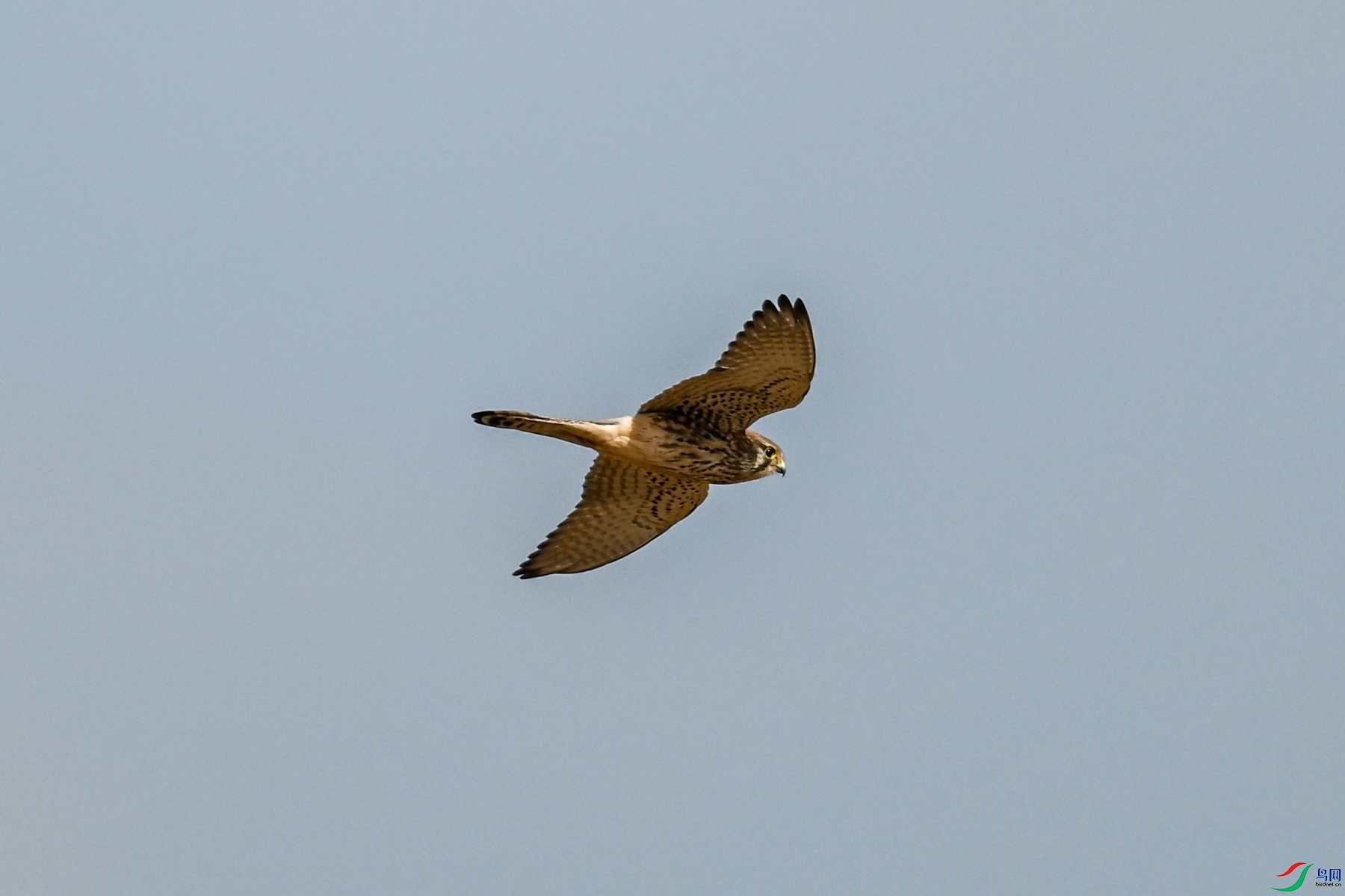 DSC_8166.JPG