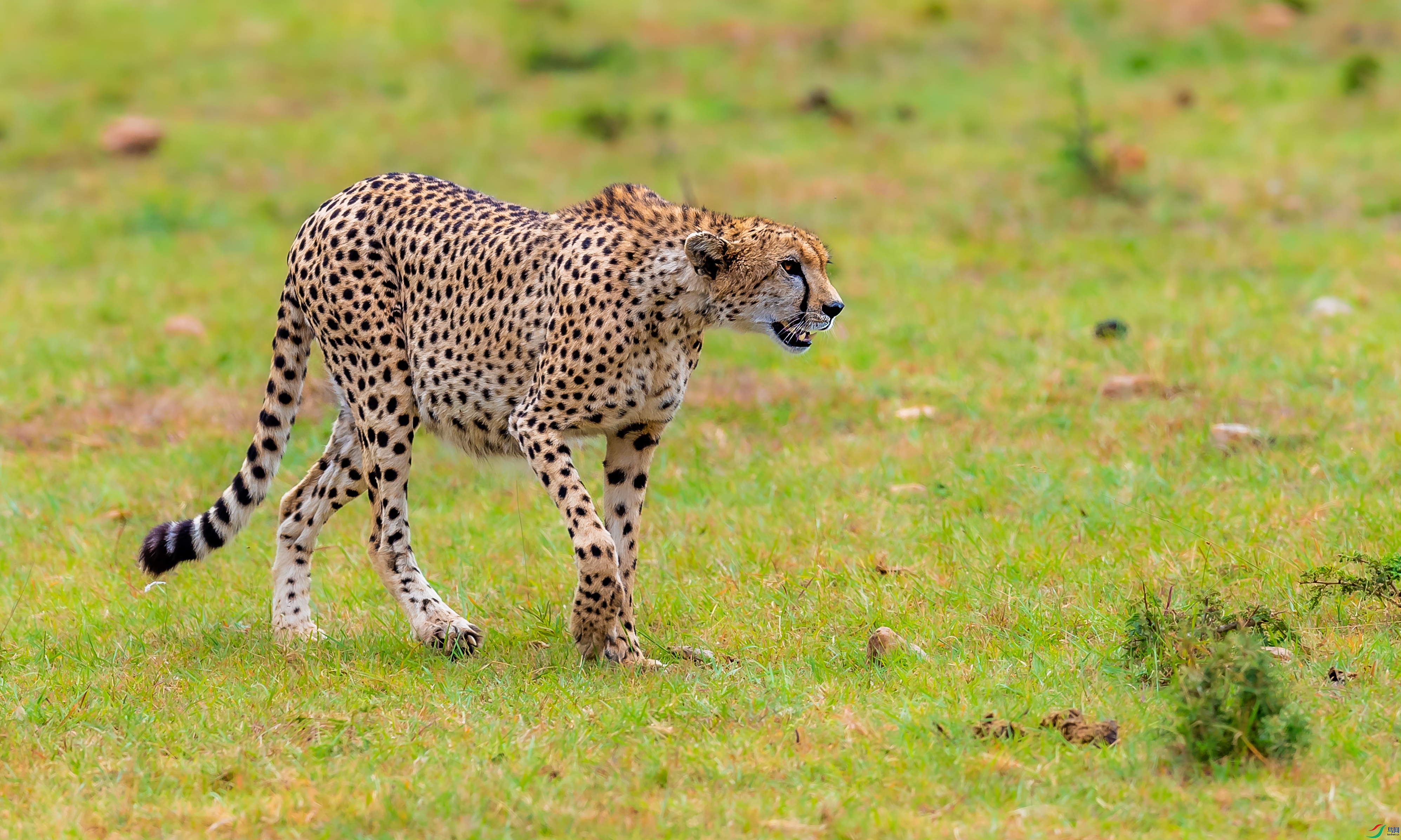 DSC_4172.jpg