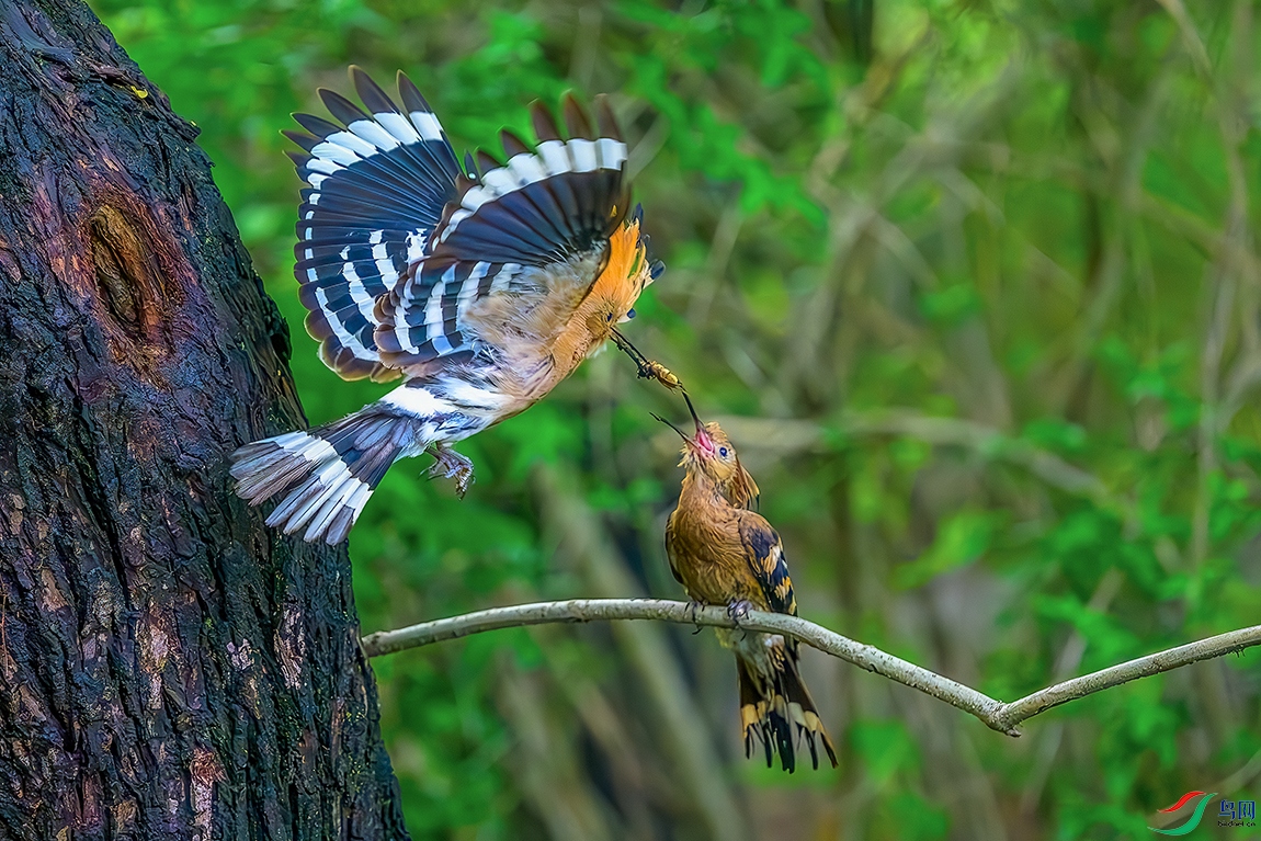 DSC_8938b.jpg