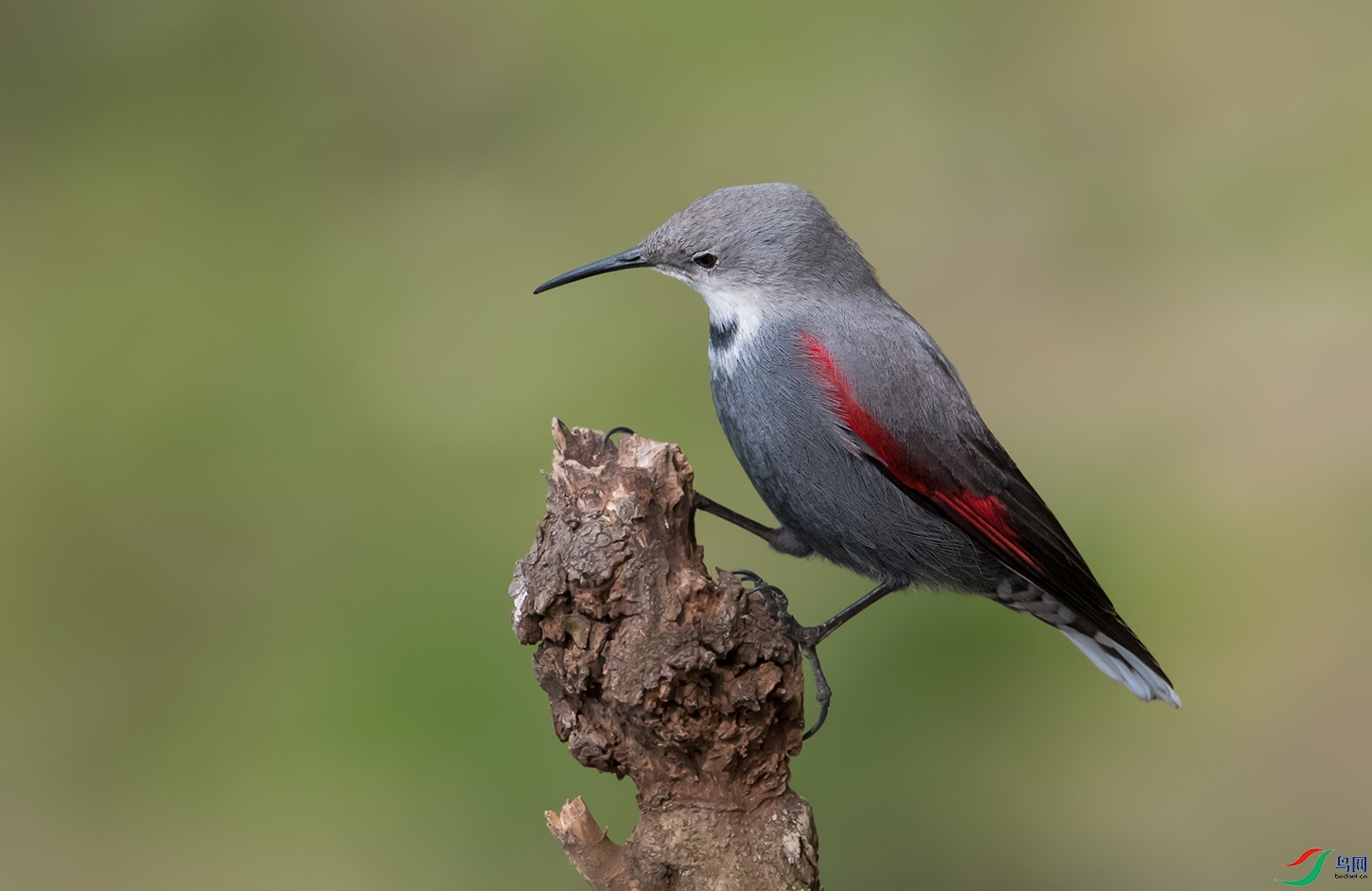 DSC_42511.jpg
