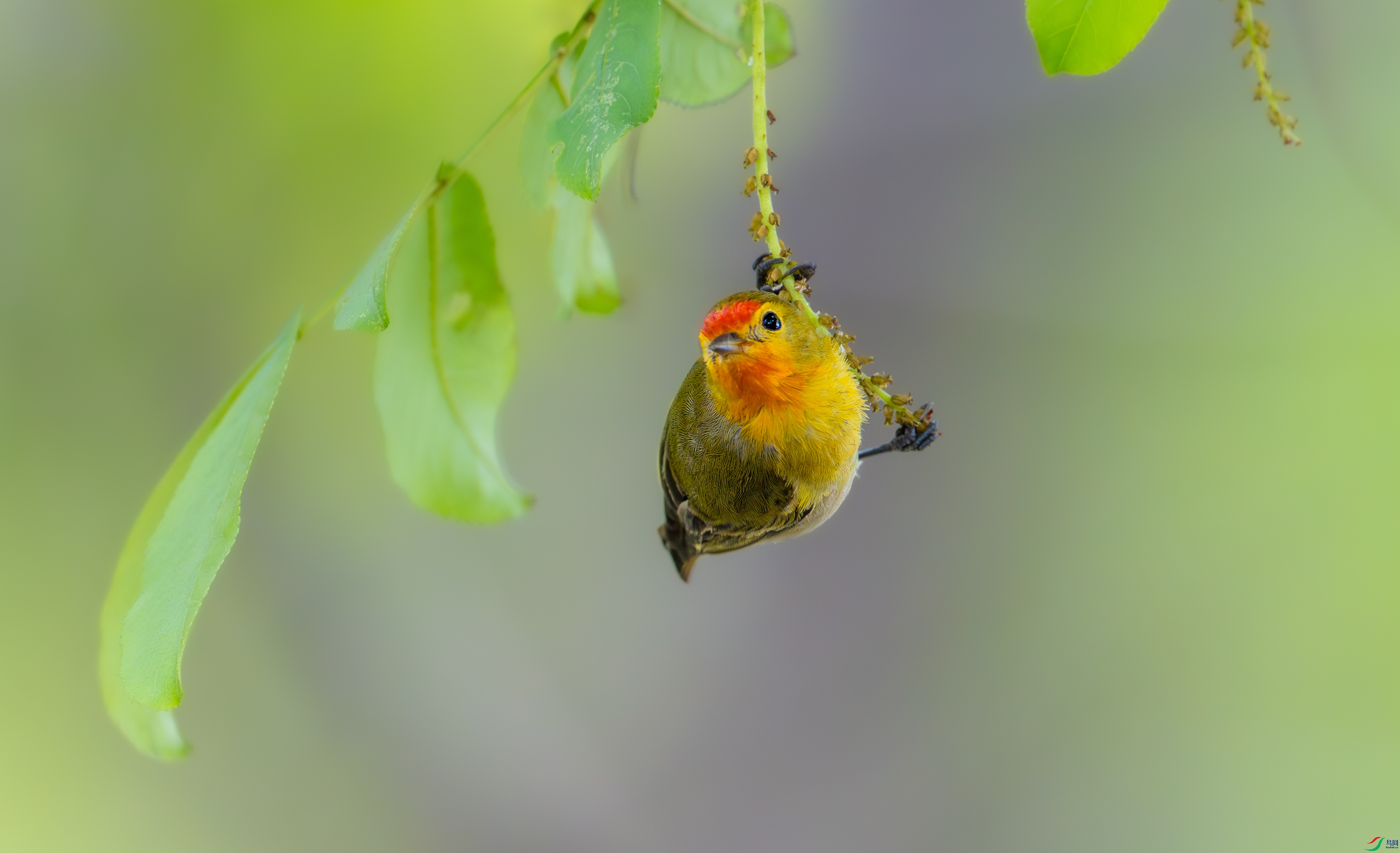 DSC_1142-1.jpg