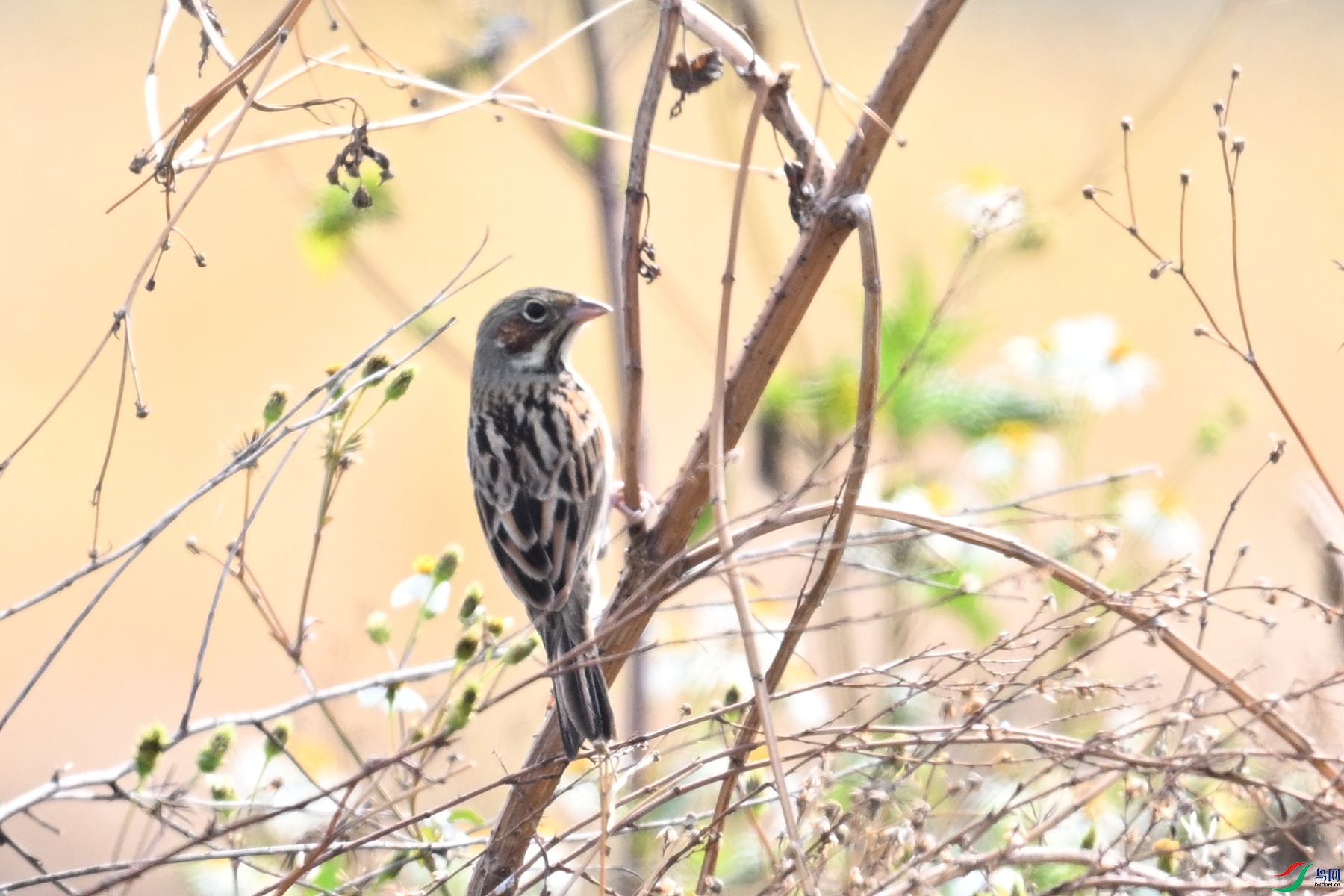 DSC_7980.JPG