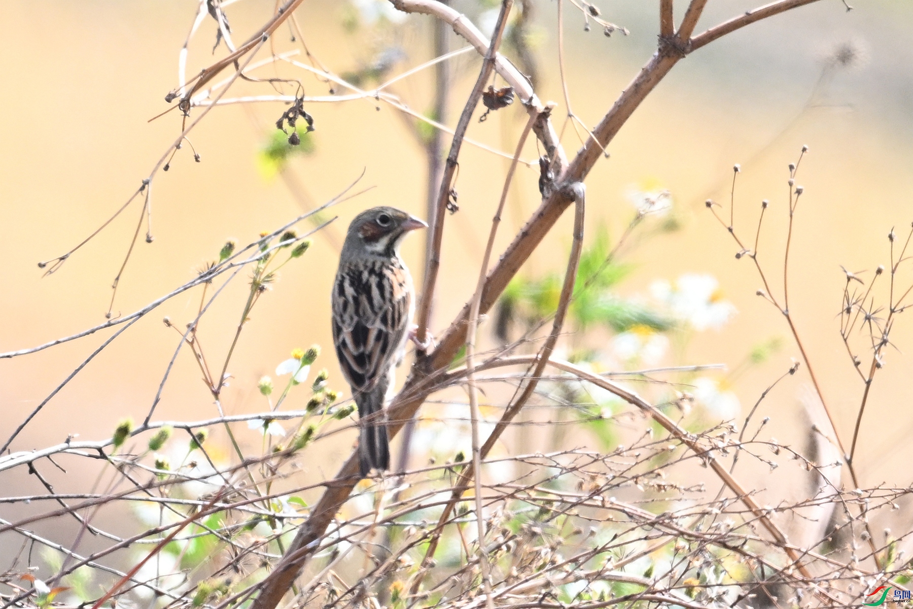 DSC_7981.JPG