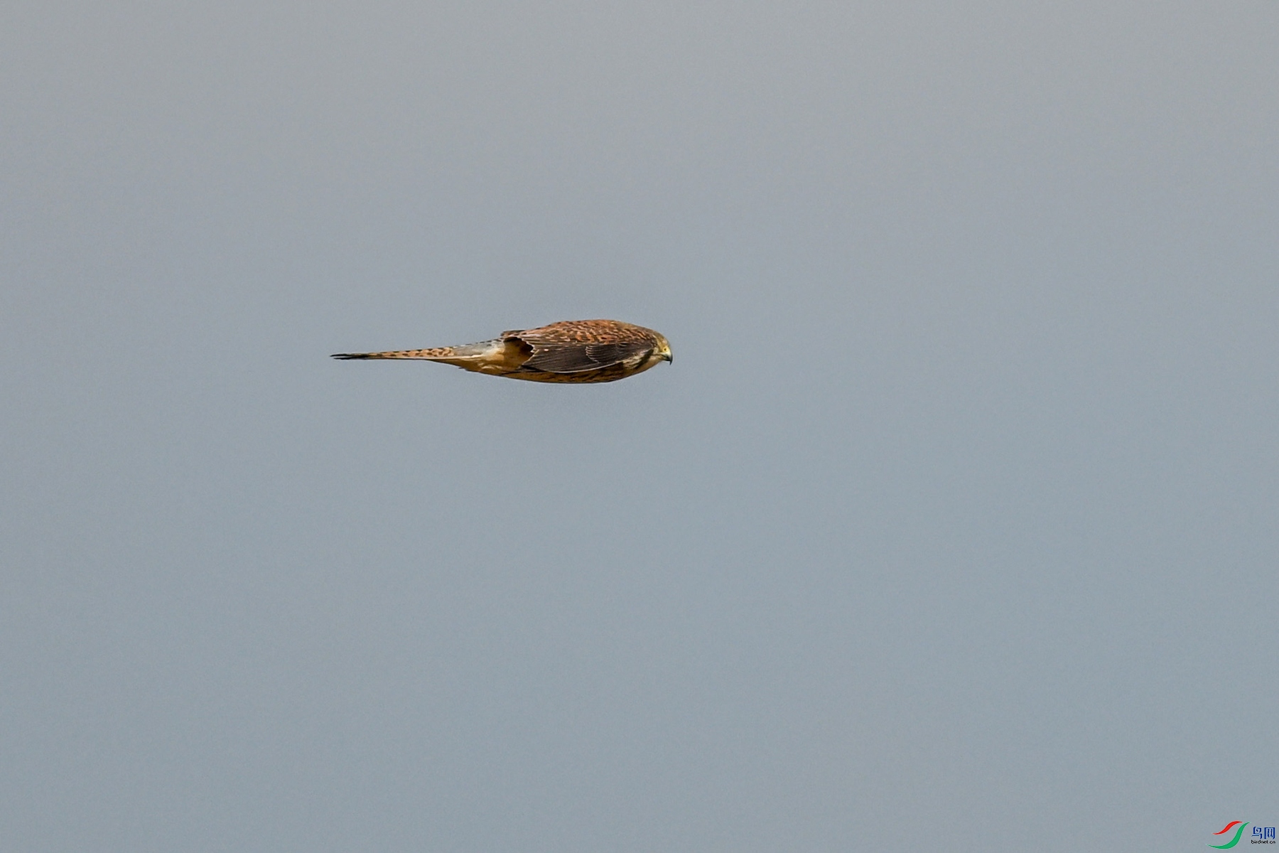 DSC_8157.JPG