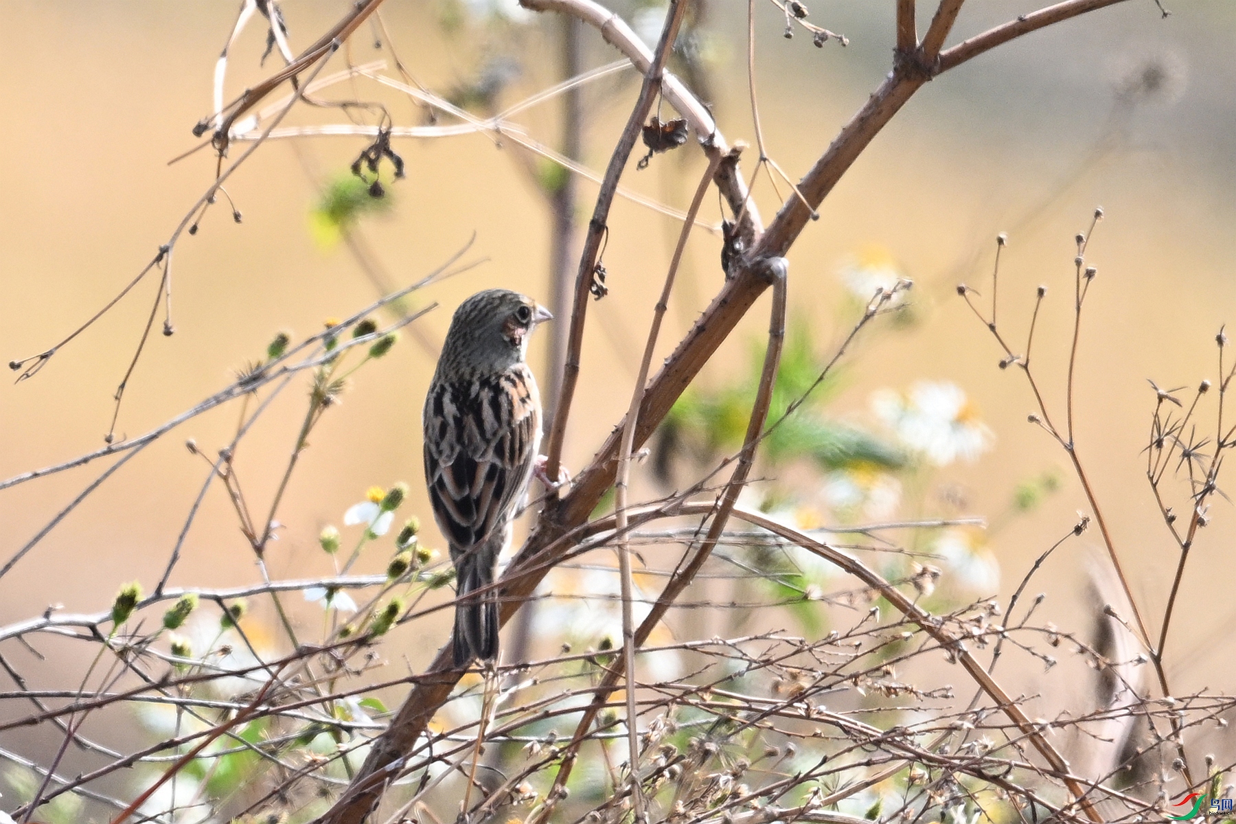 DSC_7983.JPG