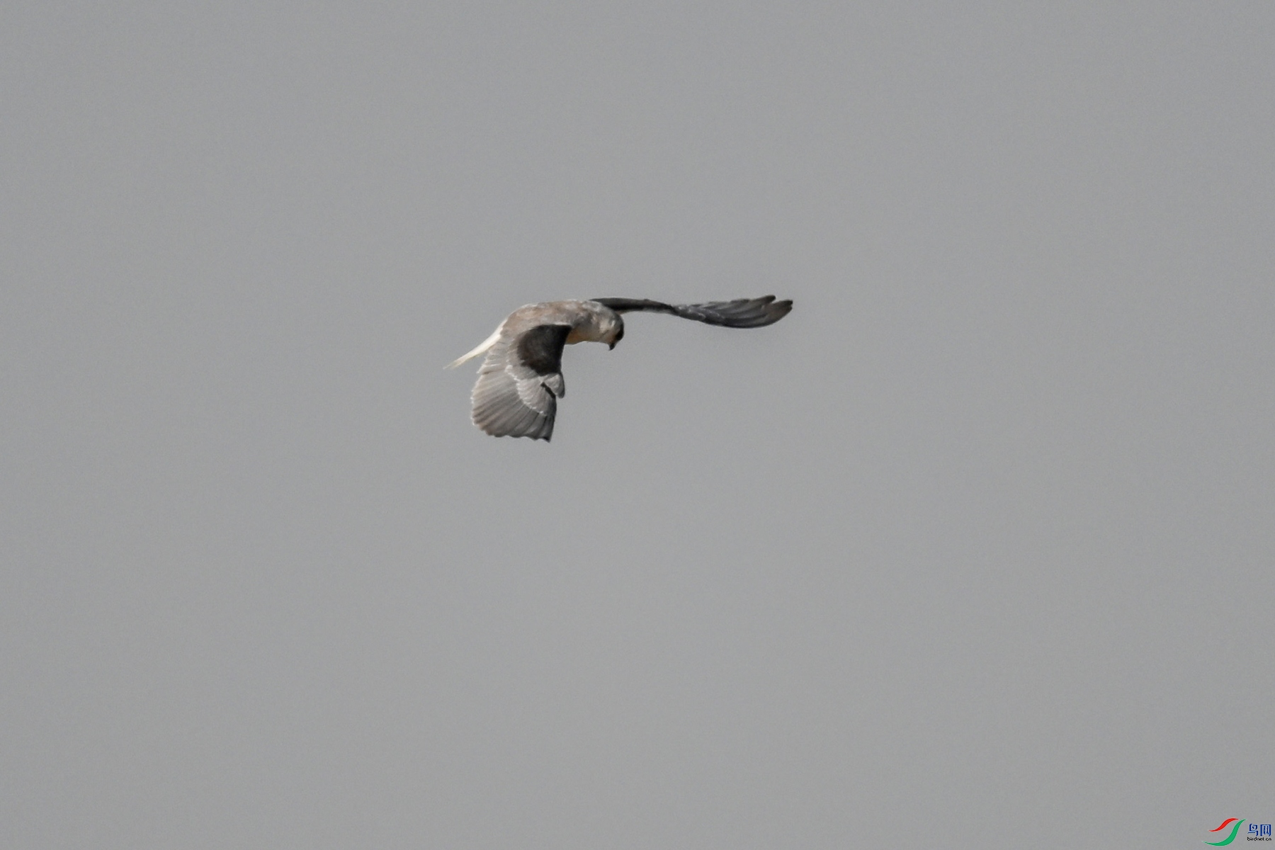 DSC_8178.JPG