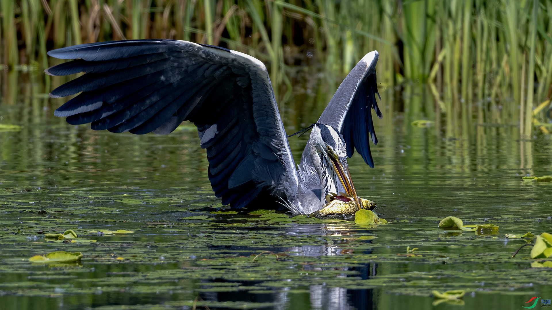 DSC_6706-.jpg