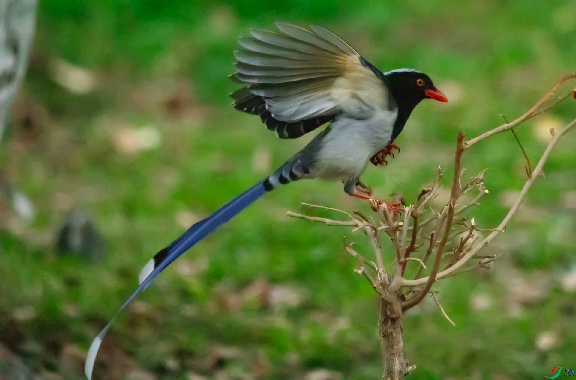 ������ȵ