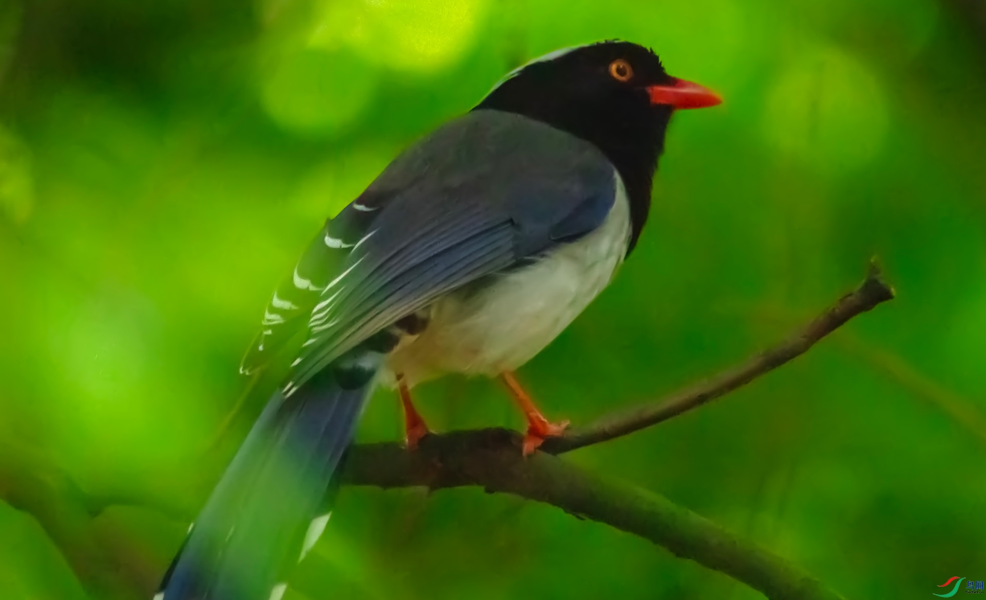 ������ȵ