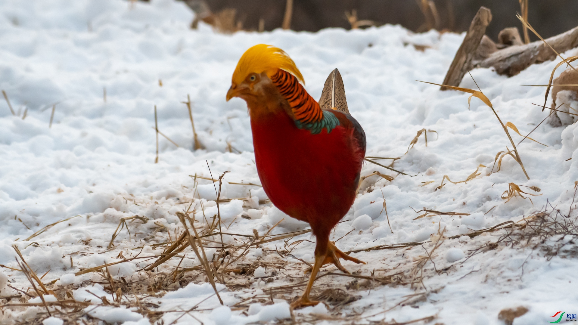 DSC_6236.jpg