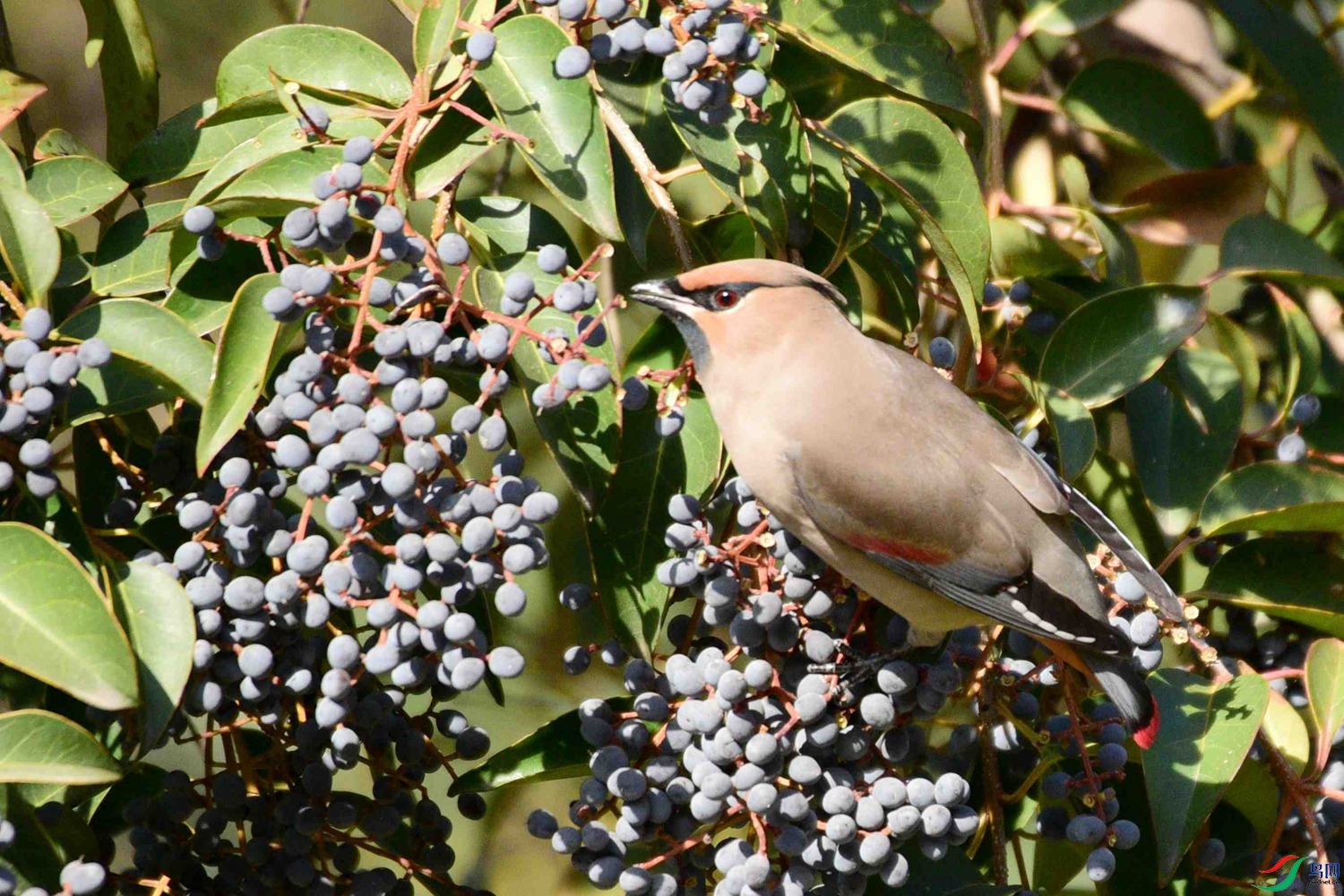 DSC_9393.JPG