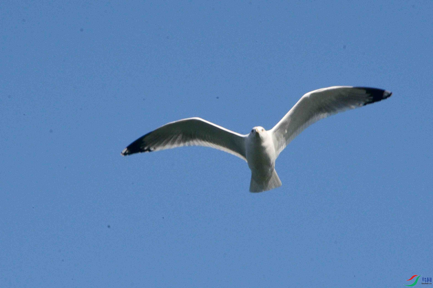 DSC_9785.JPG