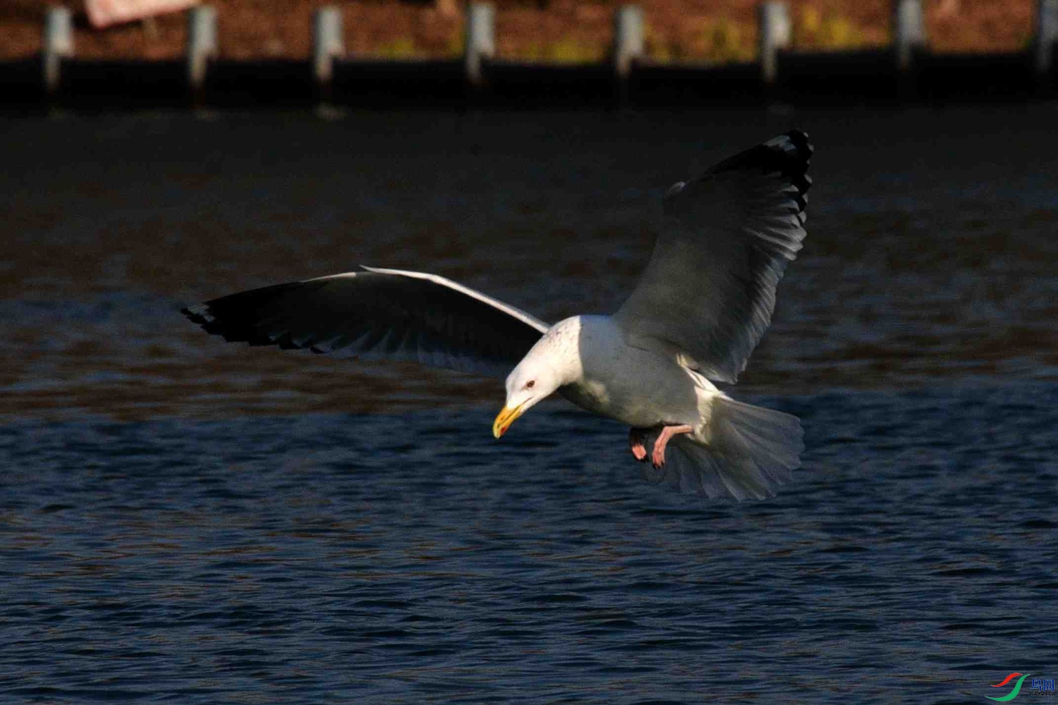 DSC_0545.JPG
